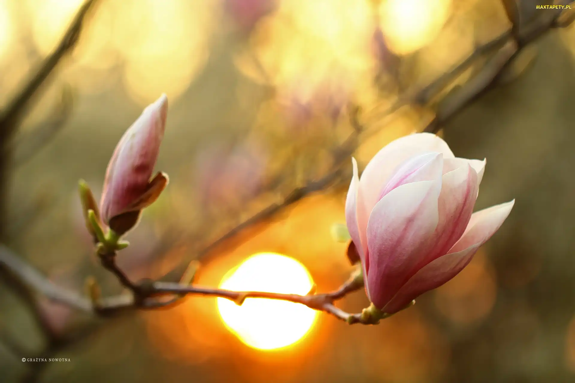 Kwiaty, Krzew, Różowa, Magnolia