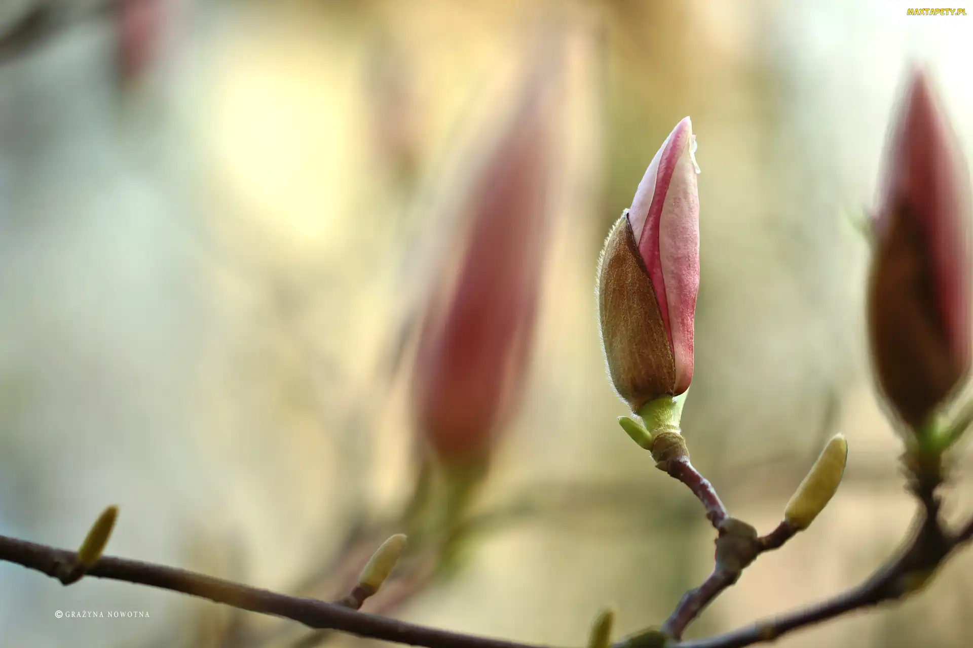 Pąki, Krzew, Różowa, Magnolia
