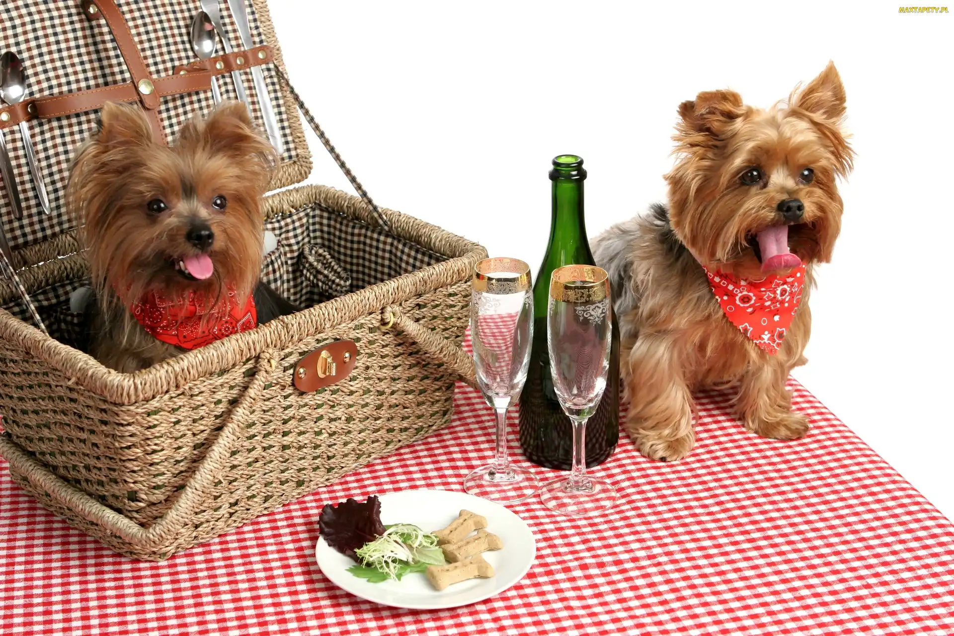Pieski, Piknik, Kosz, Yorkshire Terrier, Dwa