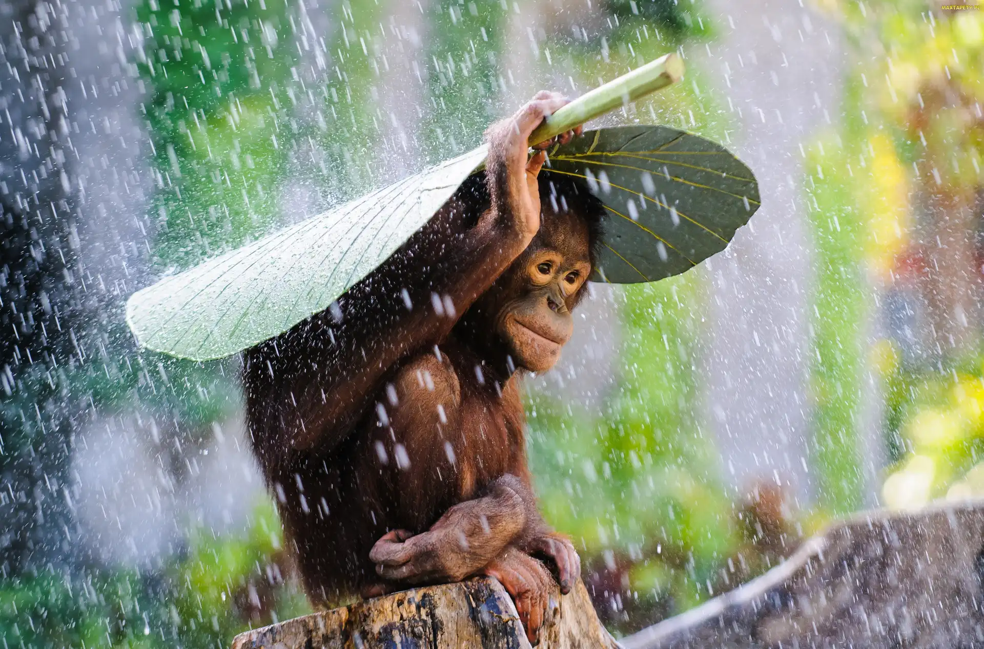Deszcz, Liść, Małpa, Orangutan