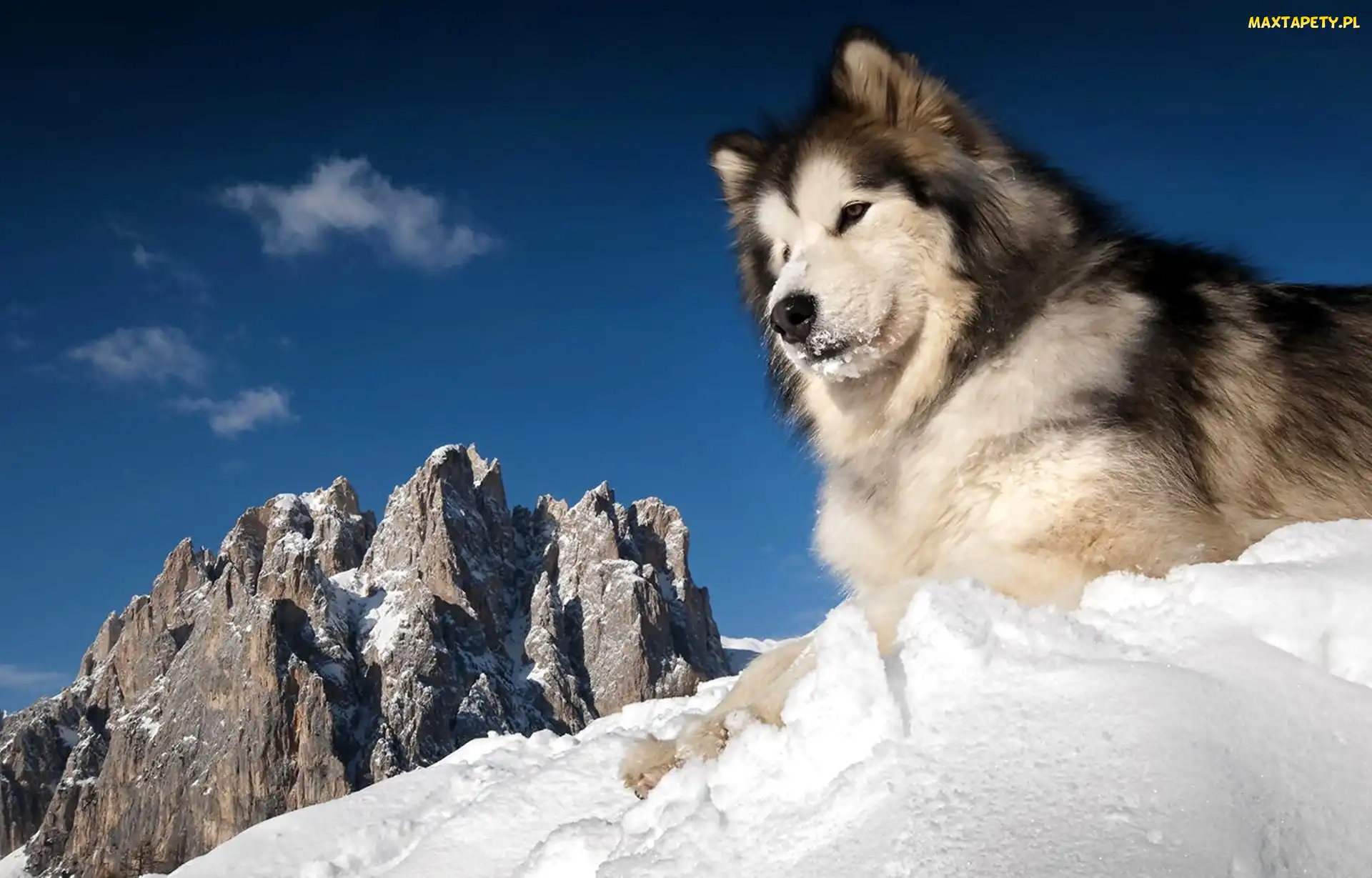 Husky, Śnieg, Góry, Zima, Siberian
