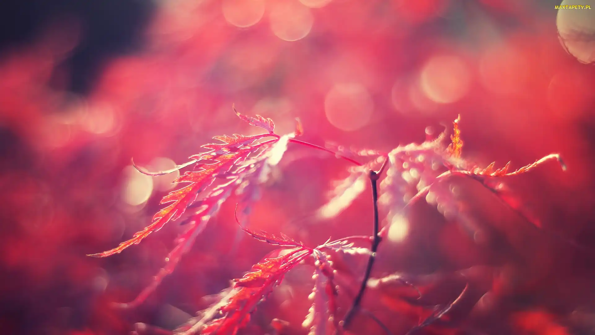 Rozmycie, Bokeh, Czerwone, Liście