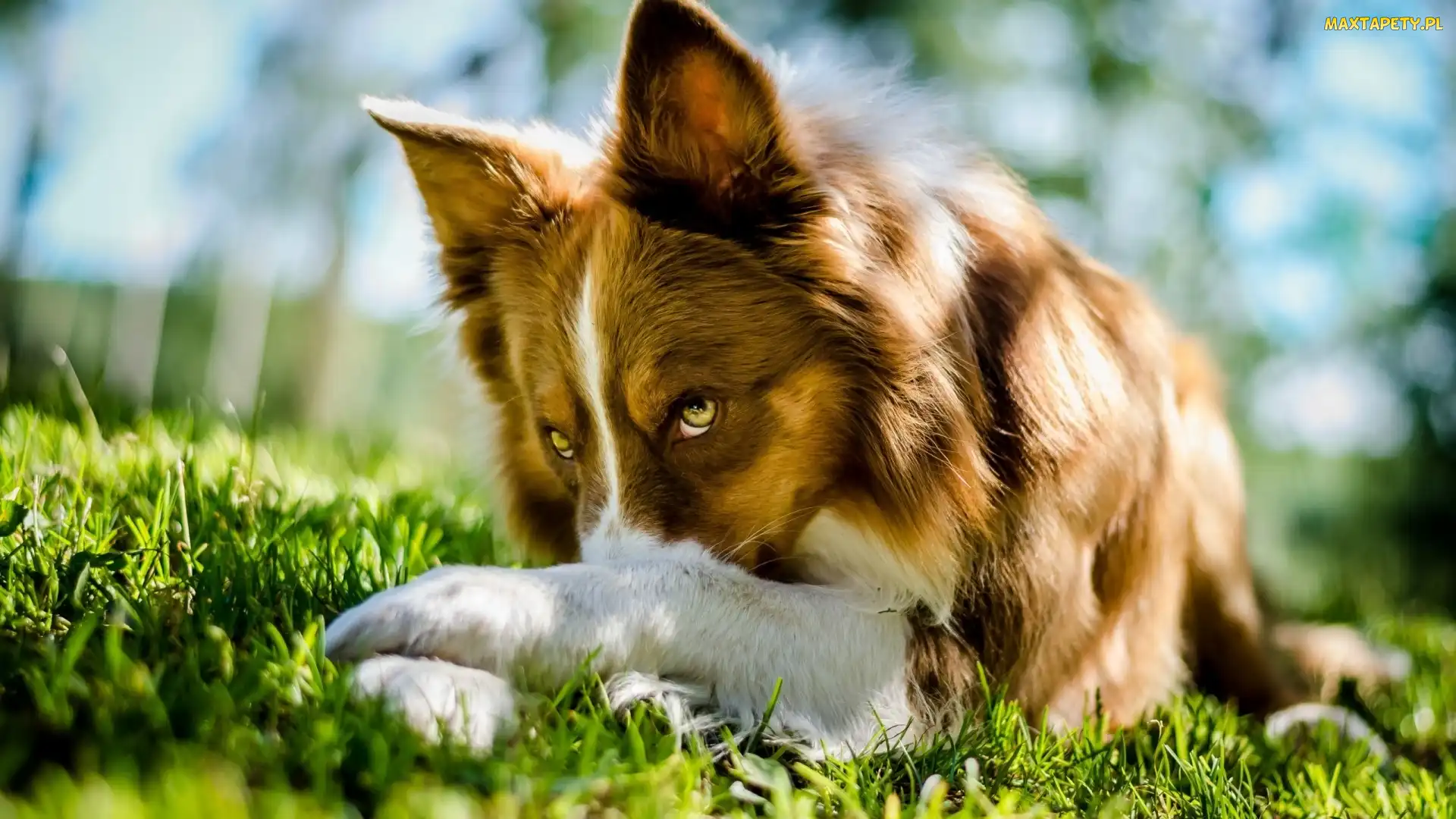 Border Collie, Łąka, Pies