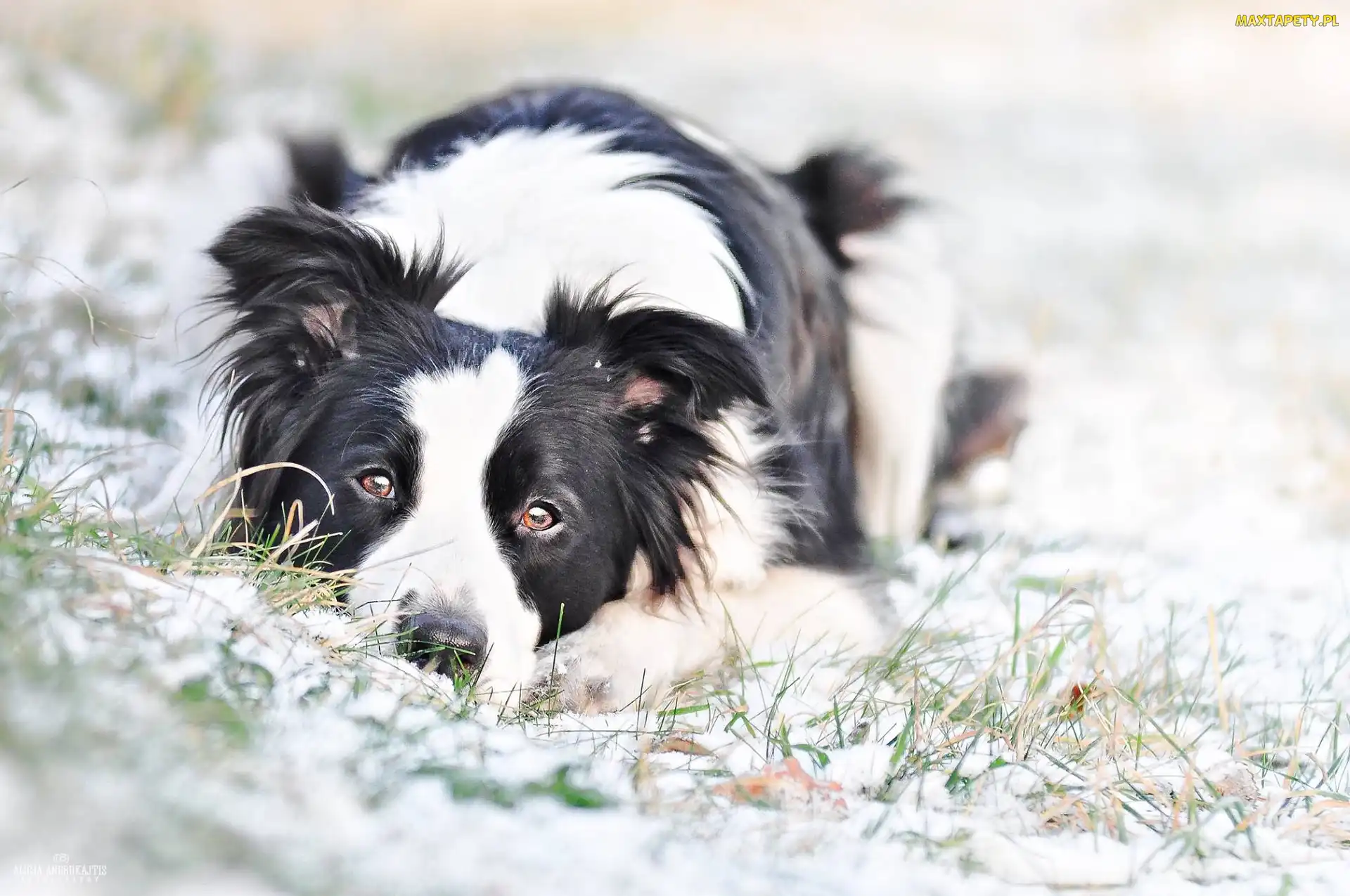 Trawa, Śnieg, Pies, Border Collie
