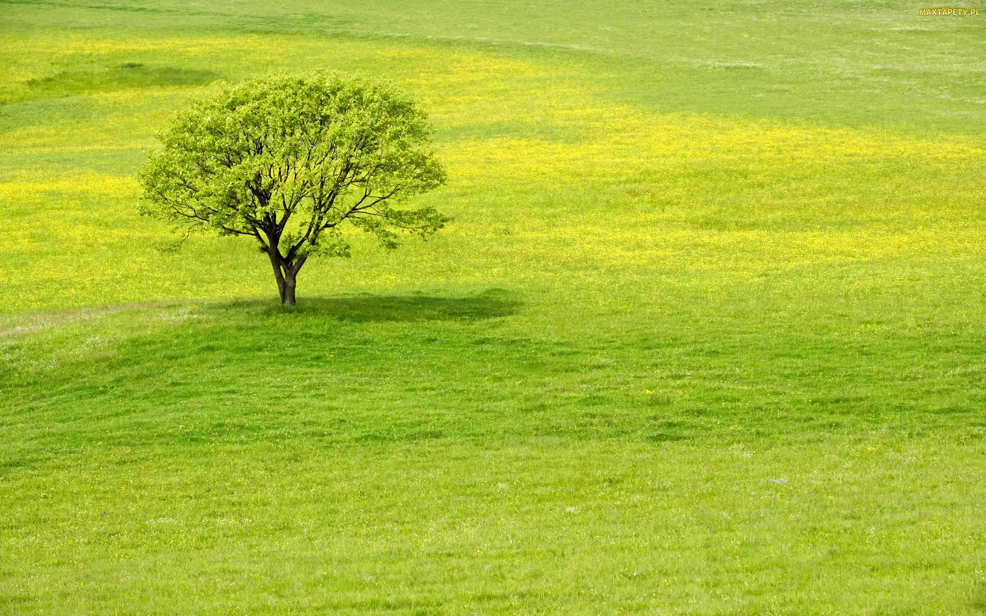 Trawa, Drzewo, Łąka