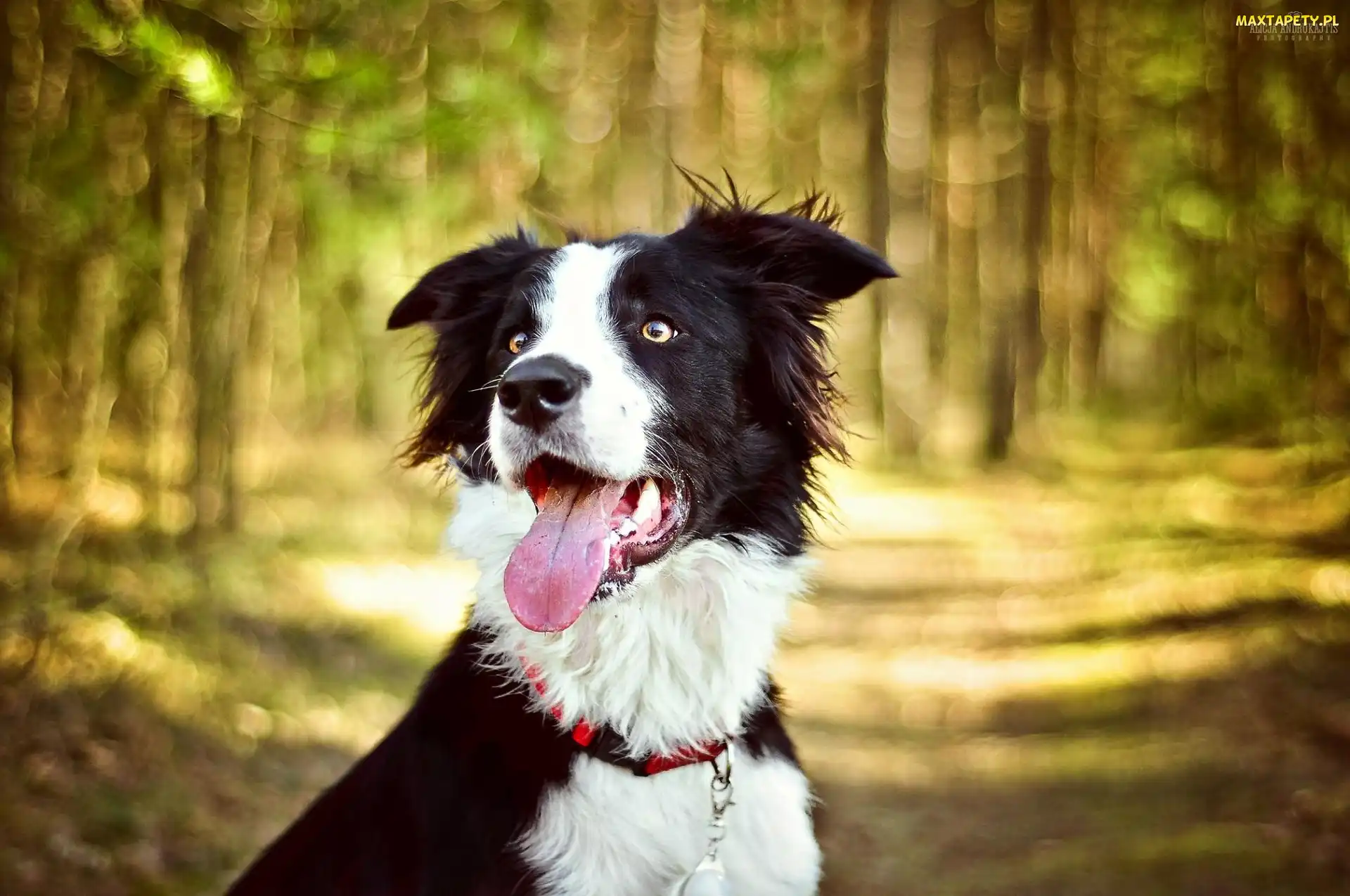 Pies, Las, Jęzor, Border collie