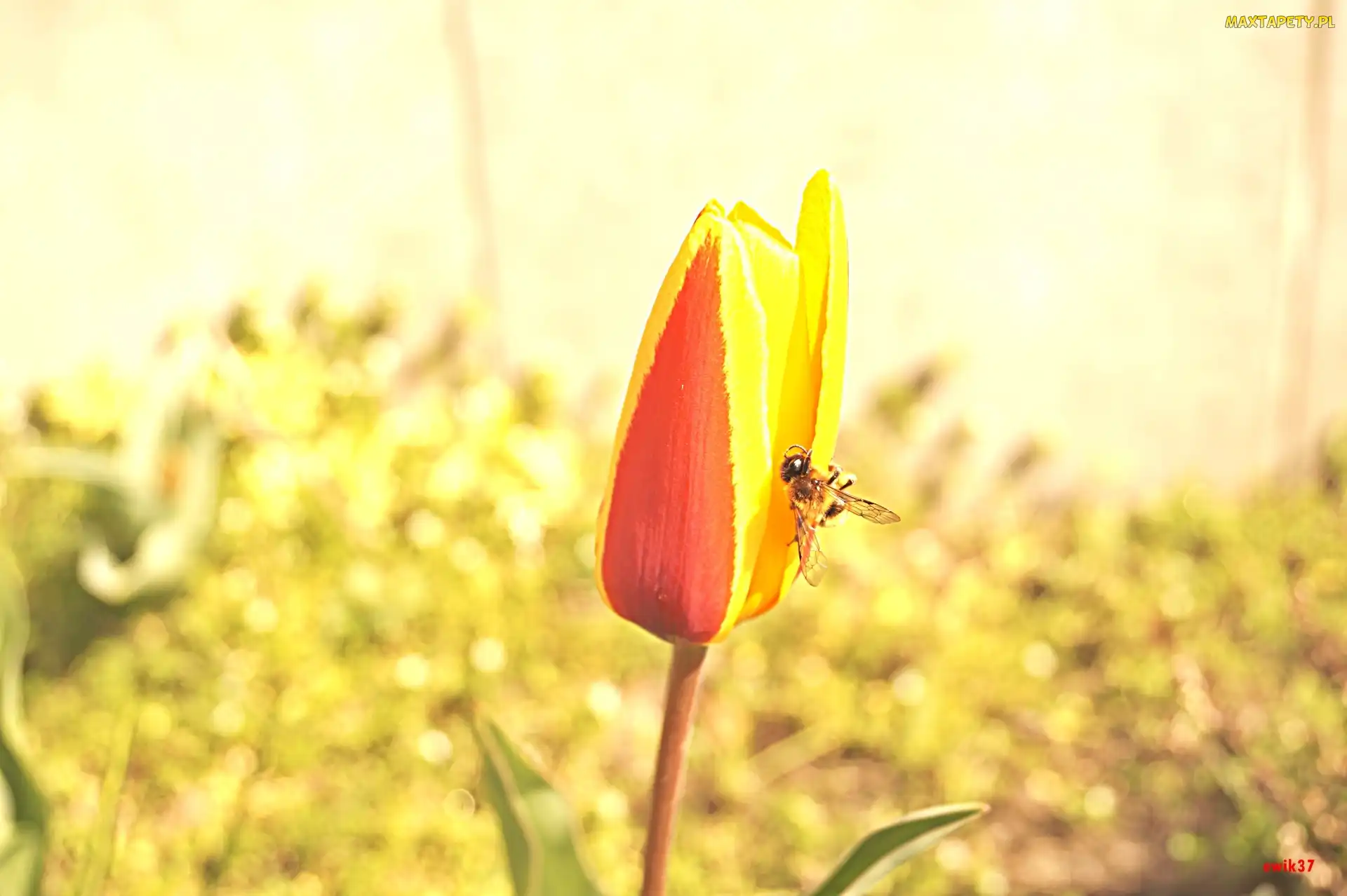 Tulipan, Pszczoła, Czerwony, Żółto