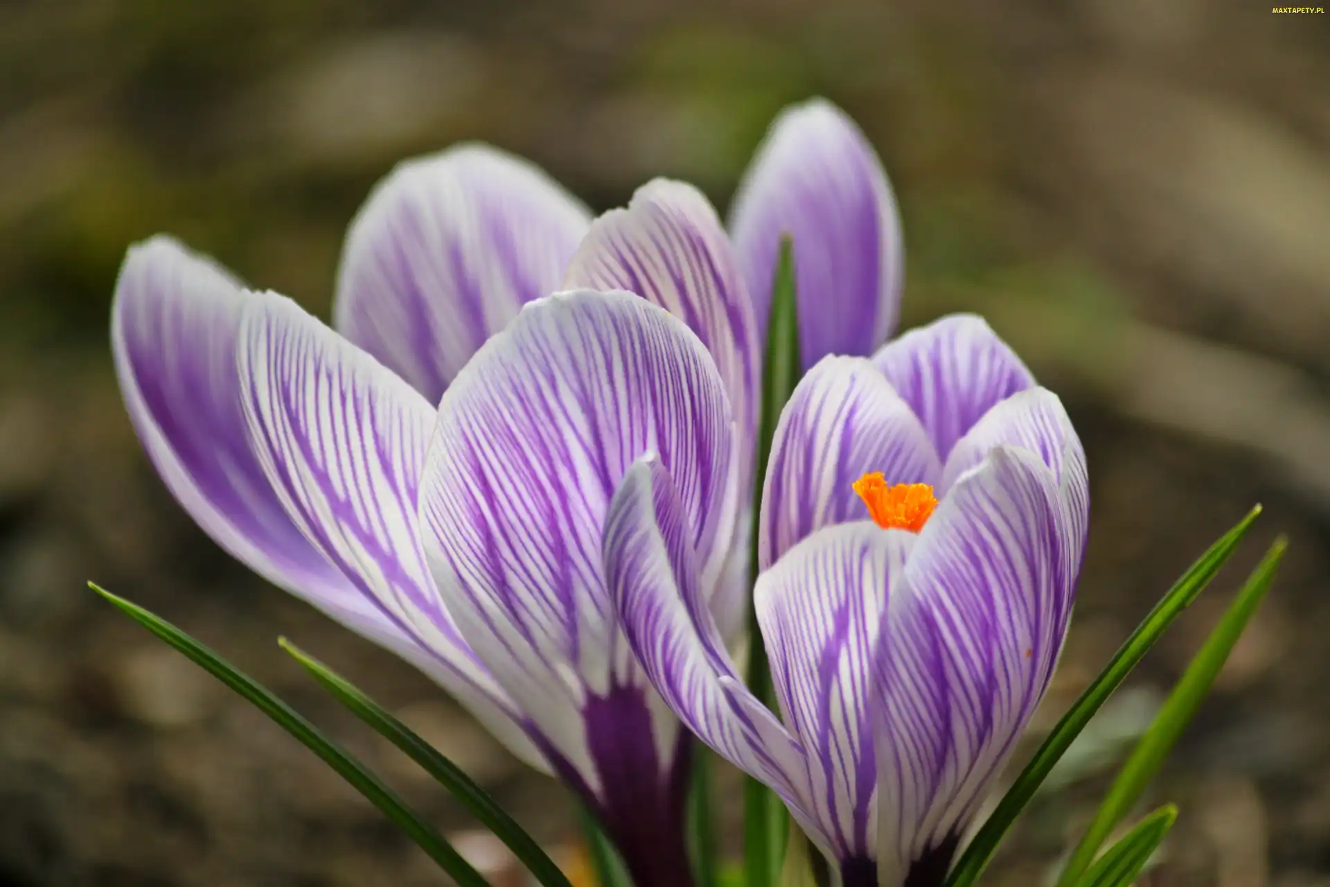 Fioletowe, Paski, Krokus