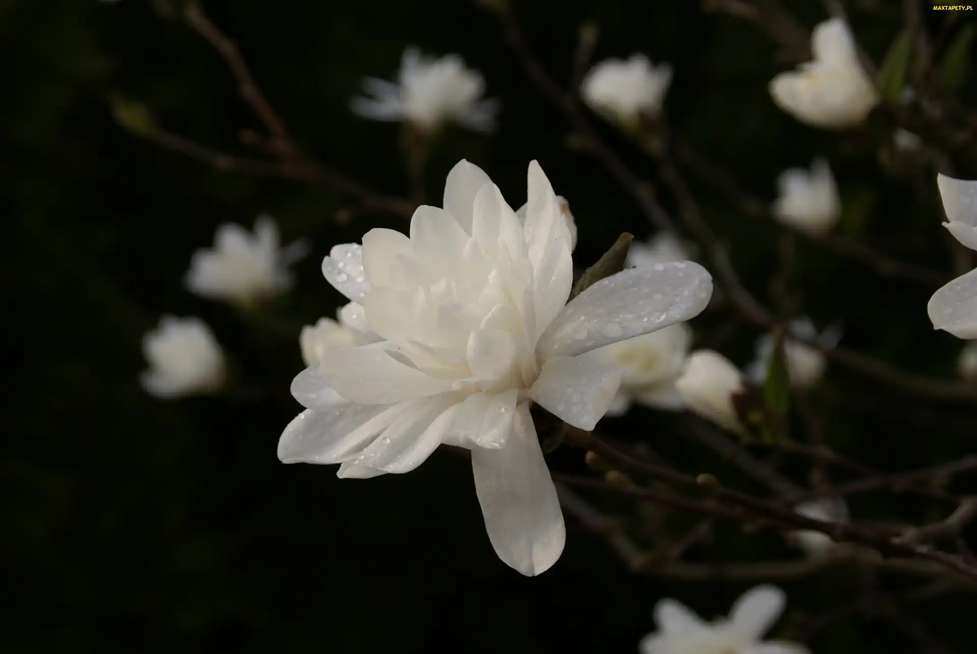 Biała, Rosa, Magnolia