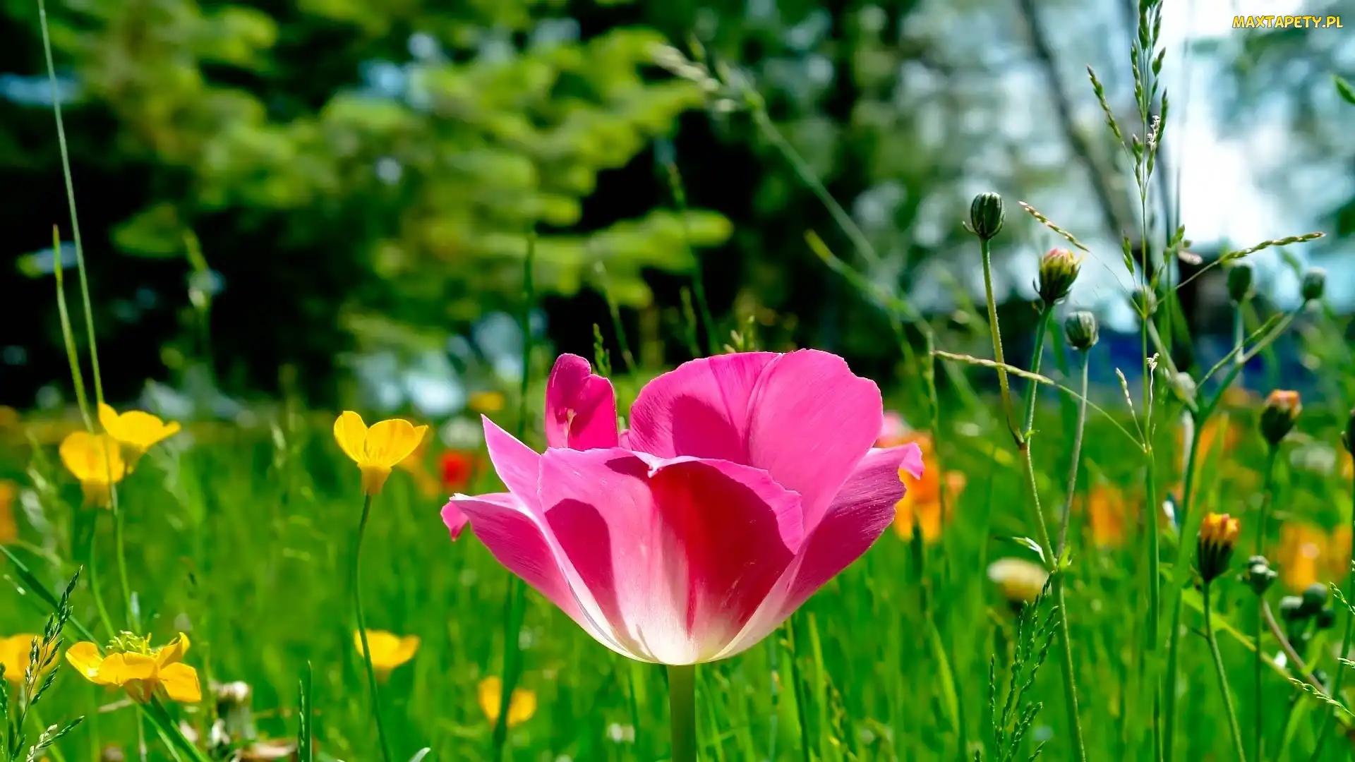 Łąka, Tulipan