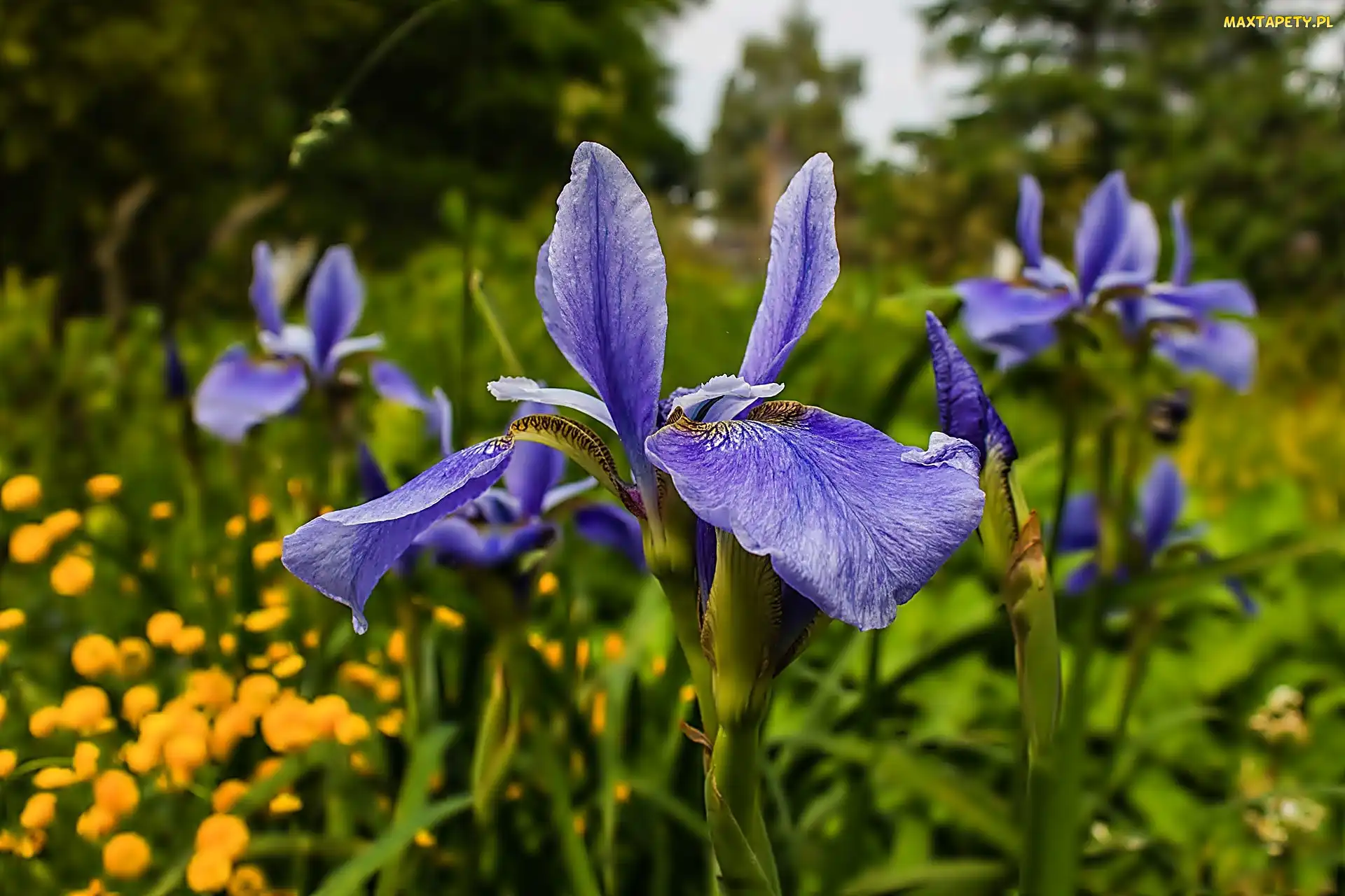 Irysy, Łąka, Fioletowe