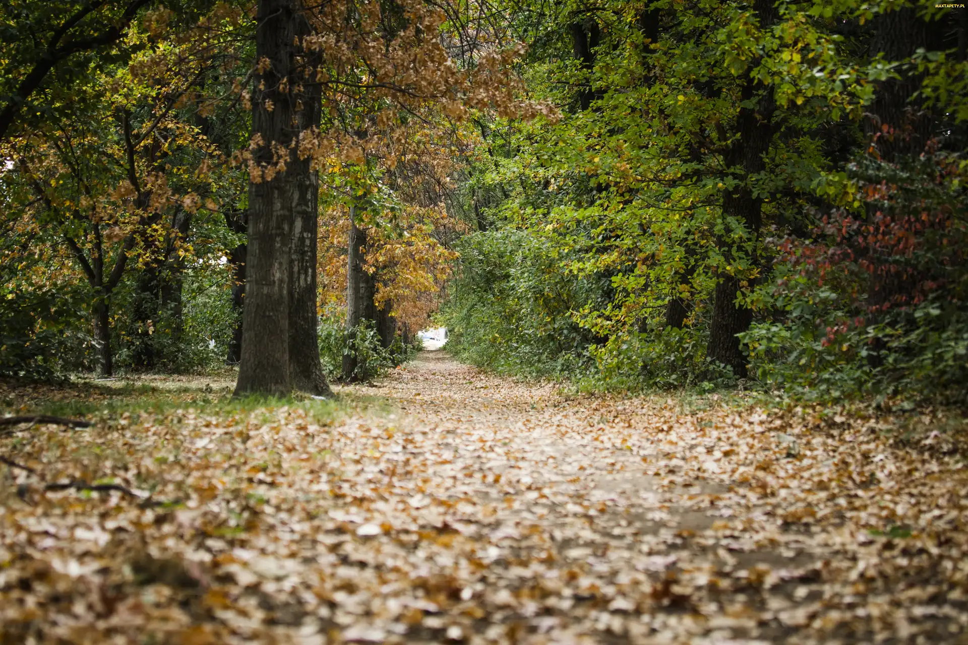 Ścieżka, Las, Jesień, Park