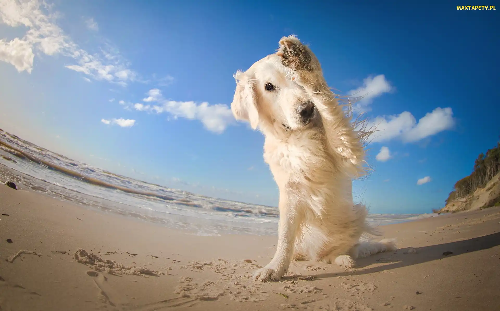 Retriever, Golden, Plaża, Zawstydzony