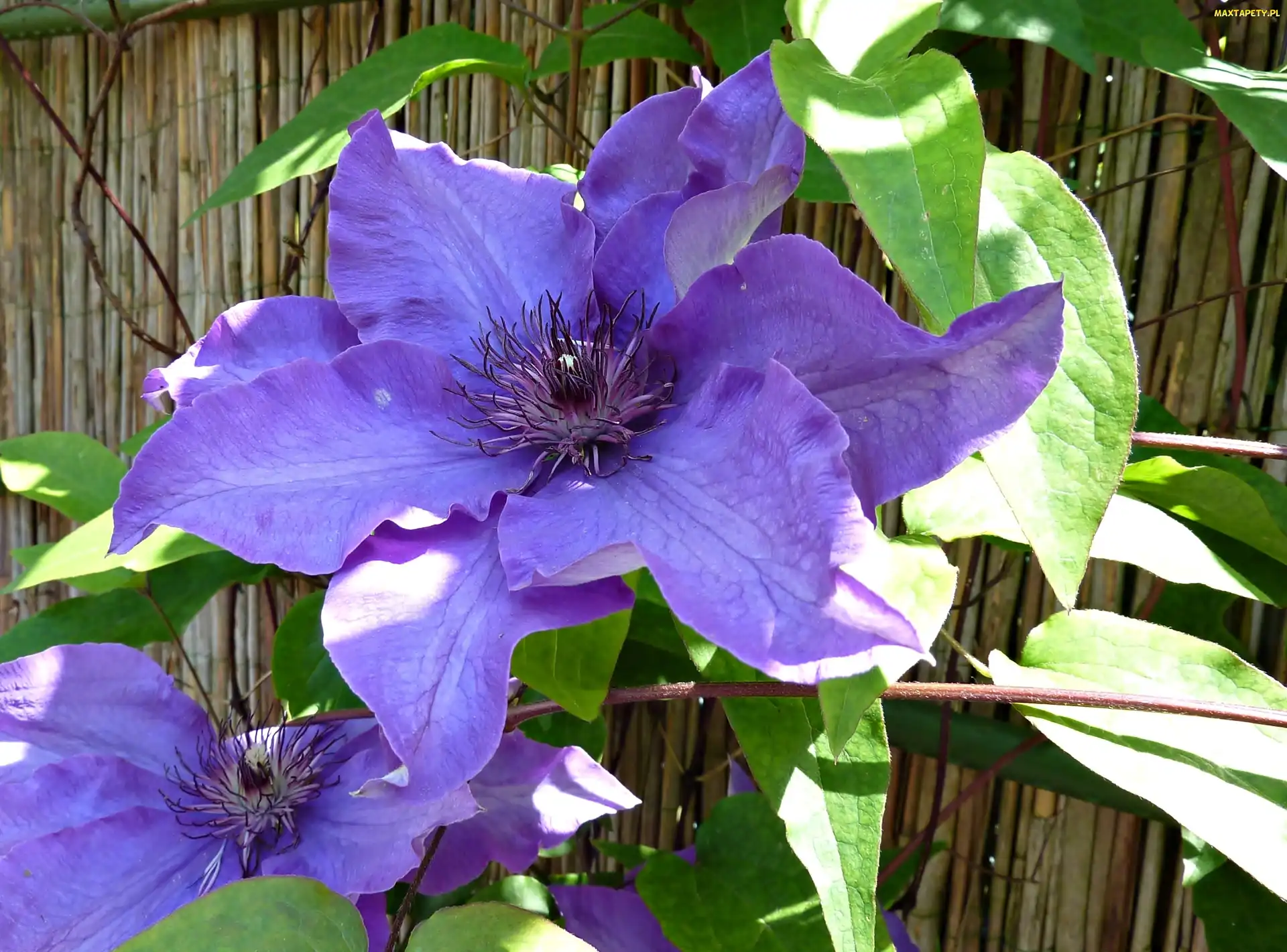 Kwiat, Powojnik, Clematis