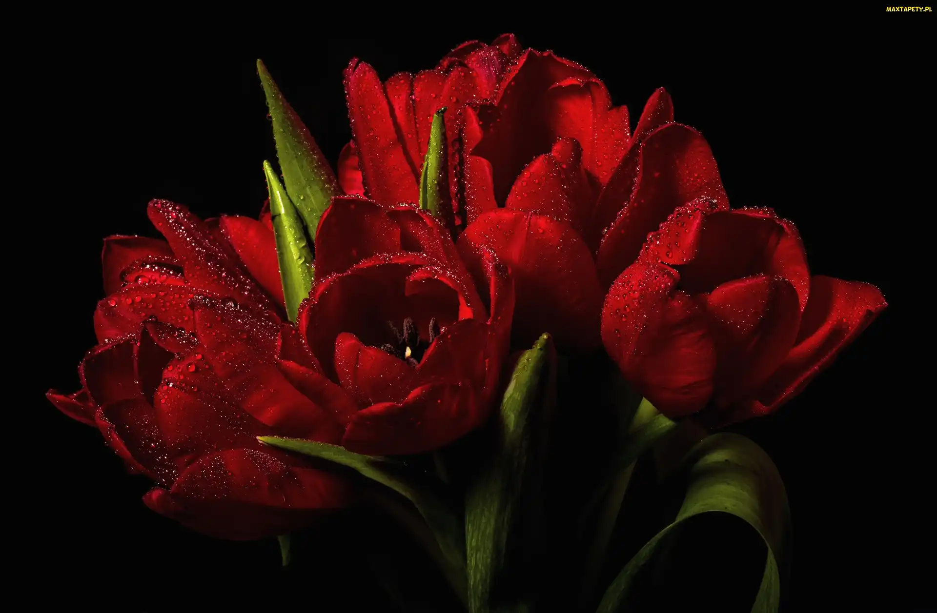 Tulipany