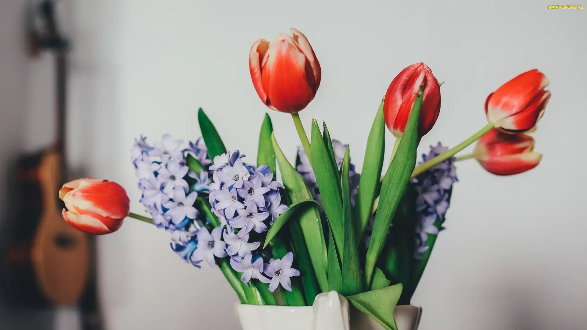 Tulipany, Kwiaty, Bez