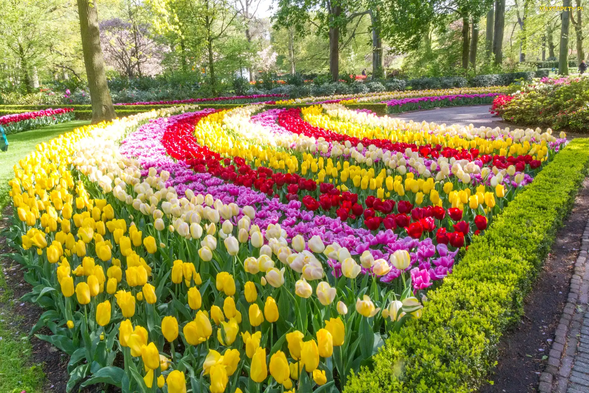 Kolorowe, Tulipany, Park