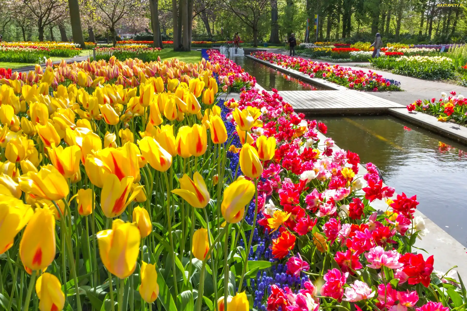 Holandia, Lisse, Tulipany, Wiosna, Park, Keukenhof