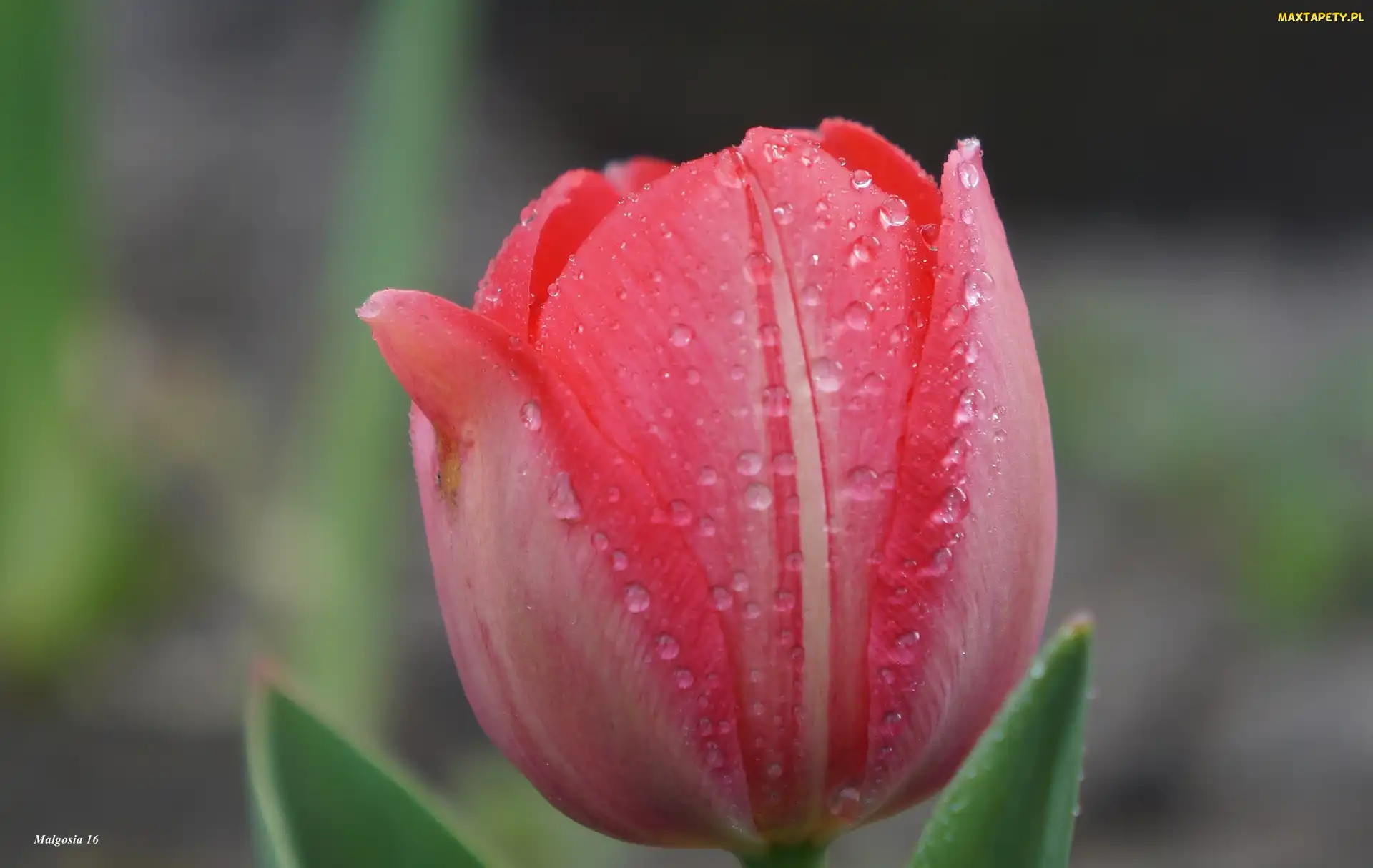 Płatki, Makro, Rosa, Krople, Tulipan