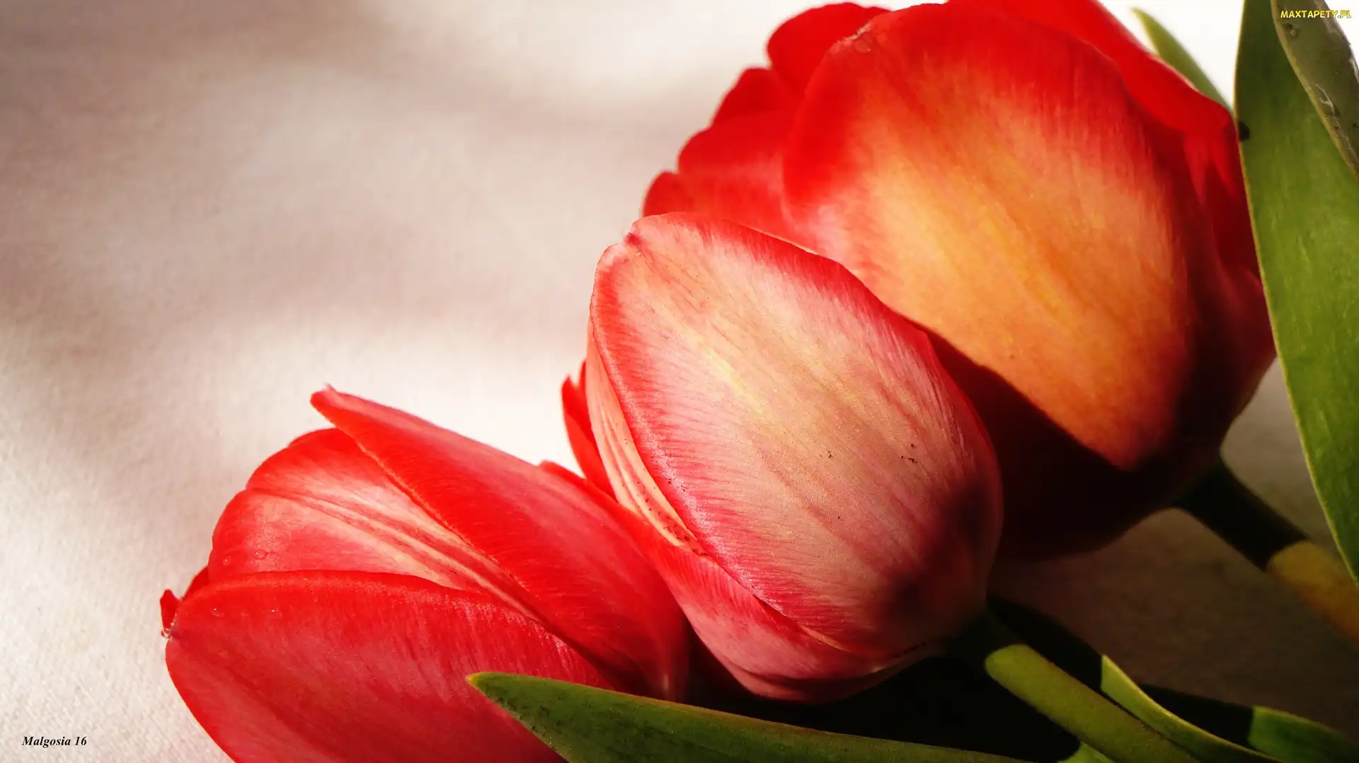 Czerwone, Makro, Tulipany