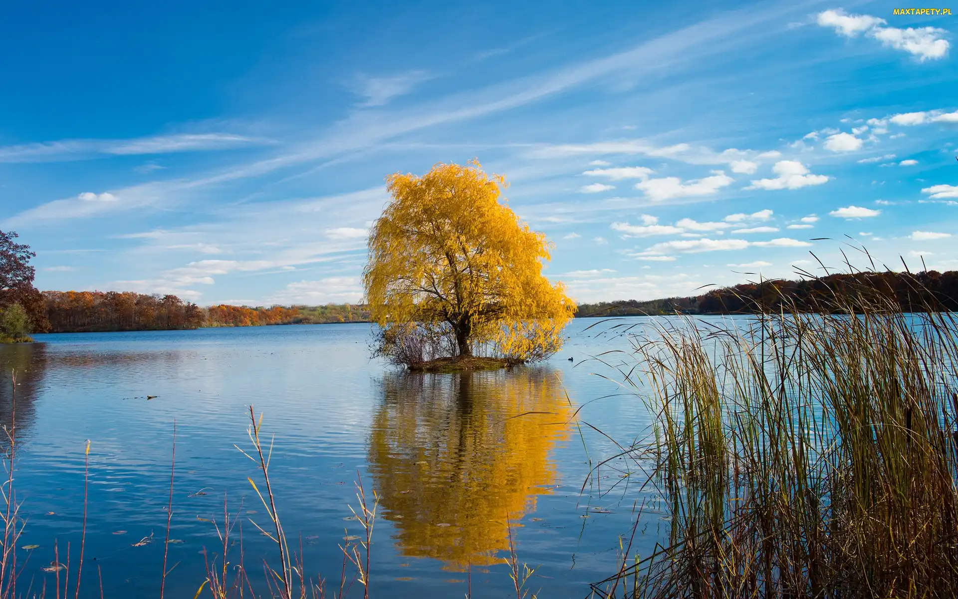Las, Drzewa, Jezioro