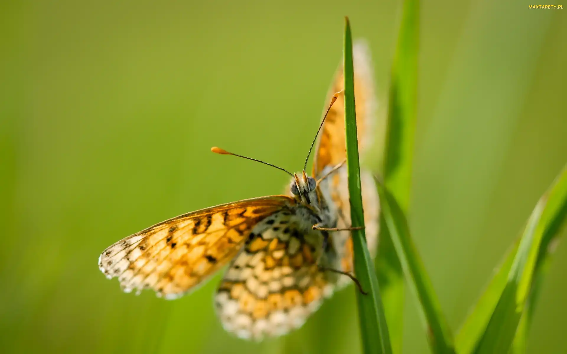 Tło, Zielone, Motyl, Trawa