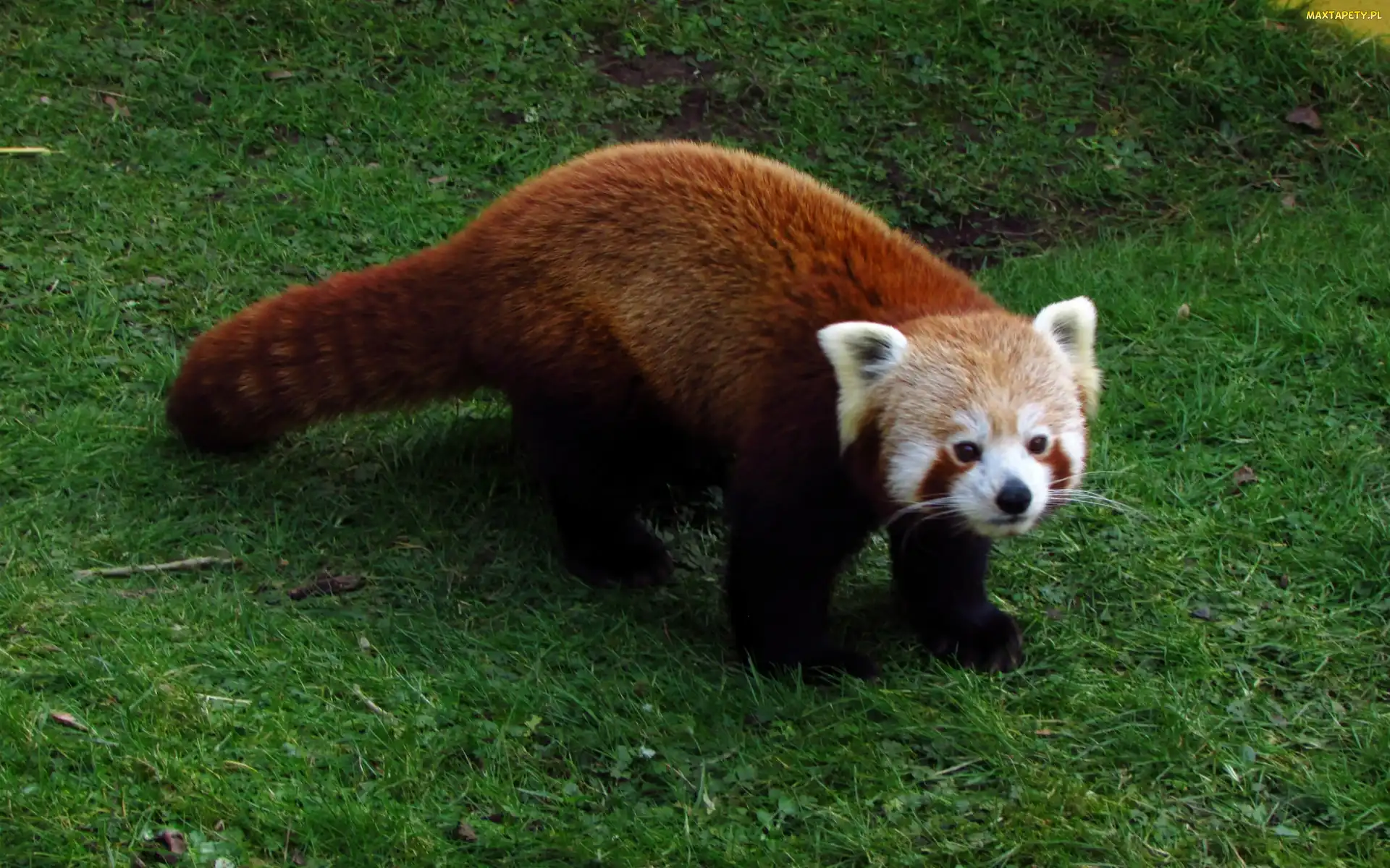 Pandka ruda, Łąka, Czerwona