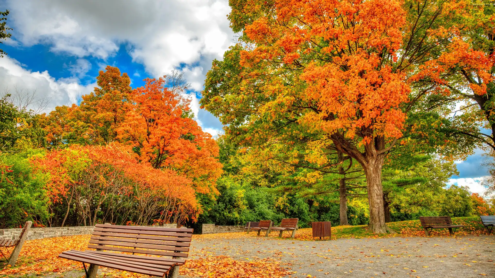 Drzewa, Ławki, Jesień, Park