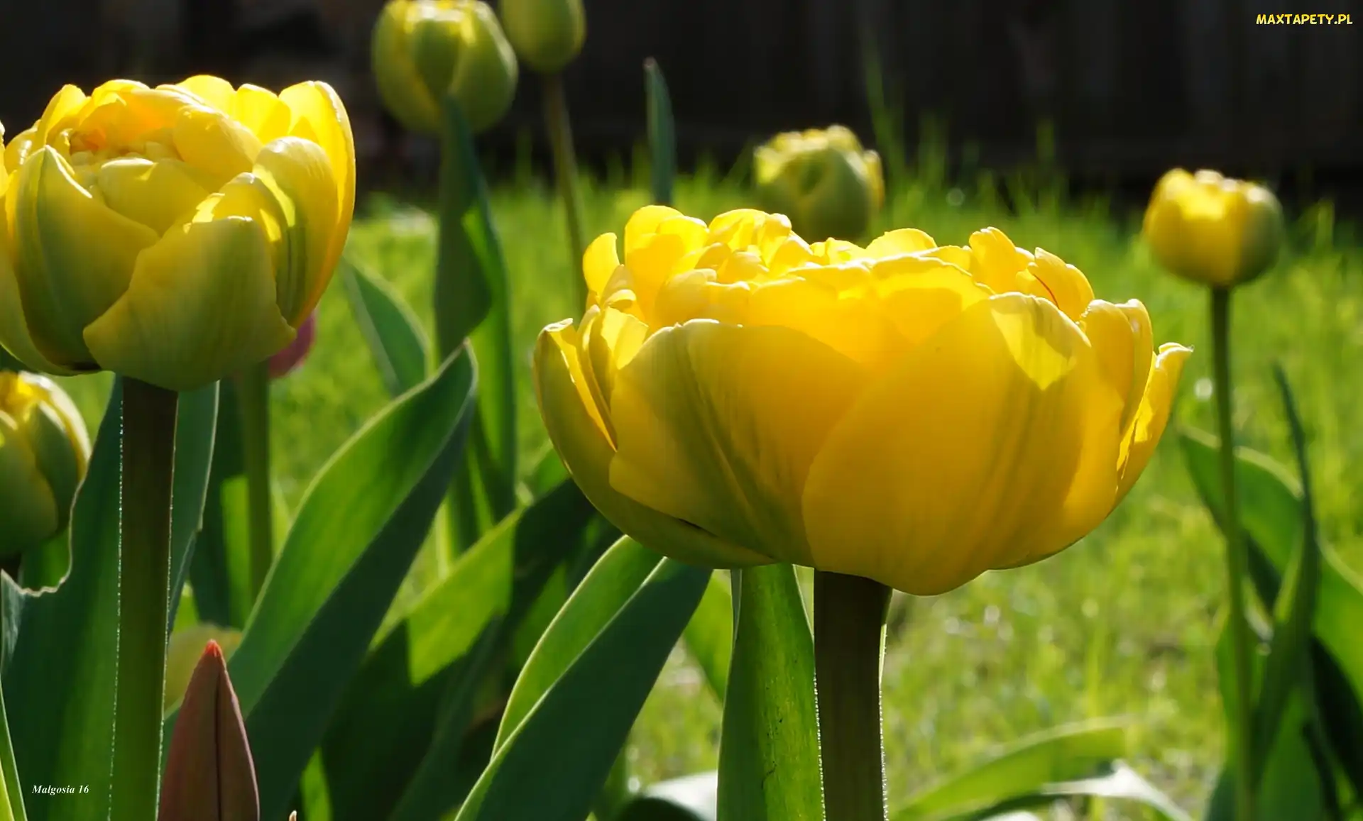 Wiosenne, Kwiaty, Żółte, Tulipany