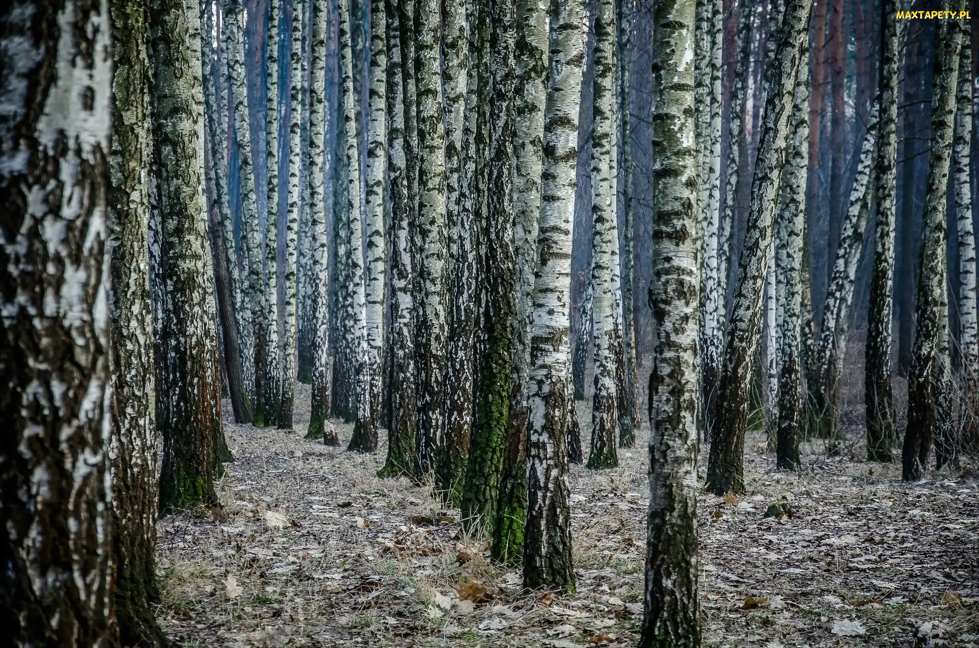 Las, Brzozowy, Zamglony