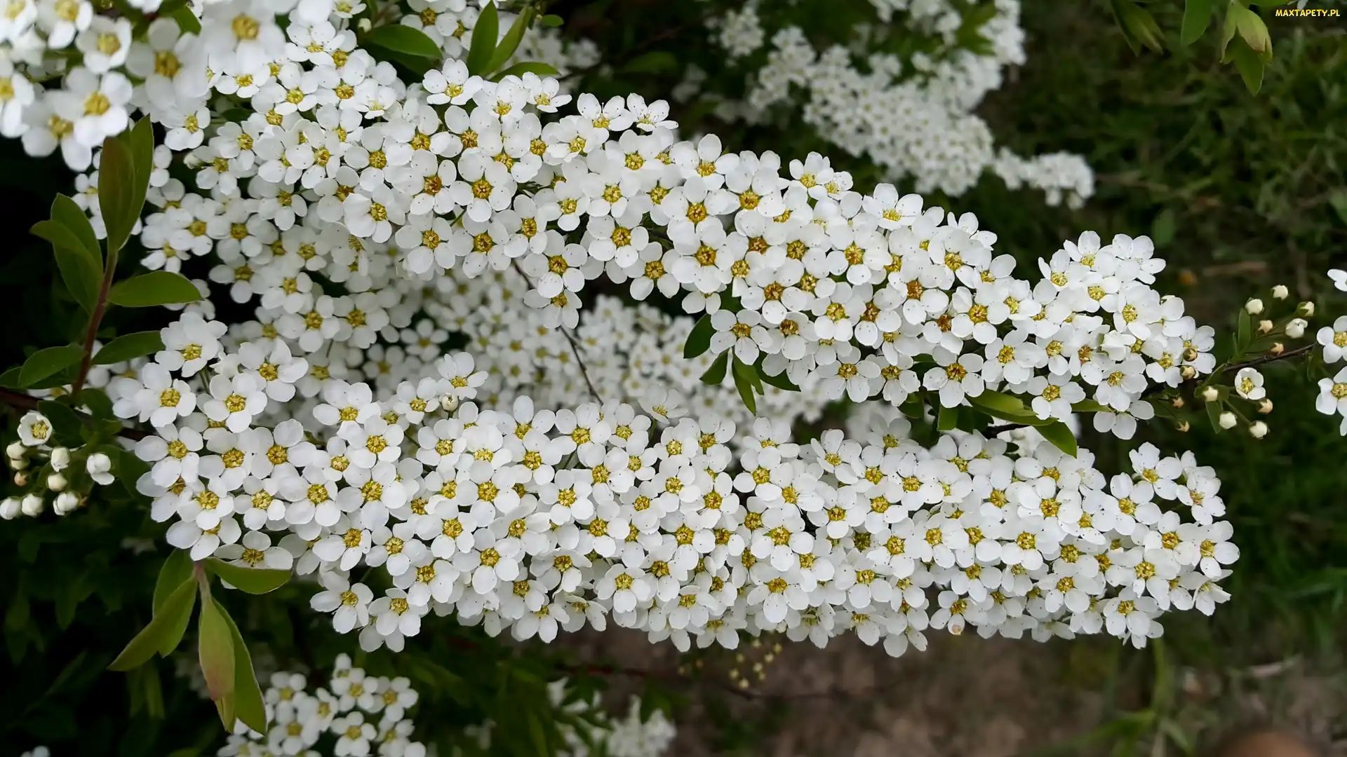 Krzewu, Tawuła japońska, Kwiaty, Białe, Gałązki