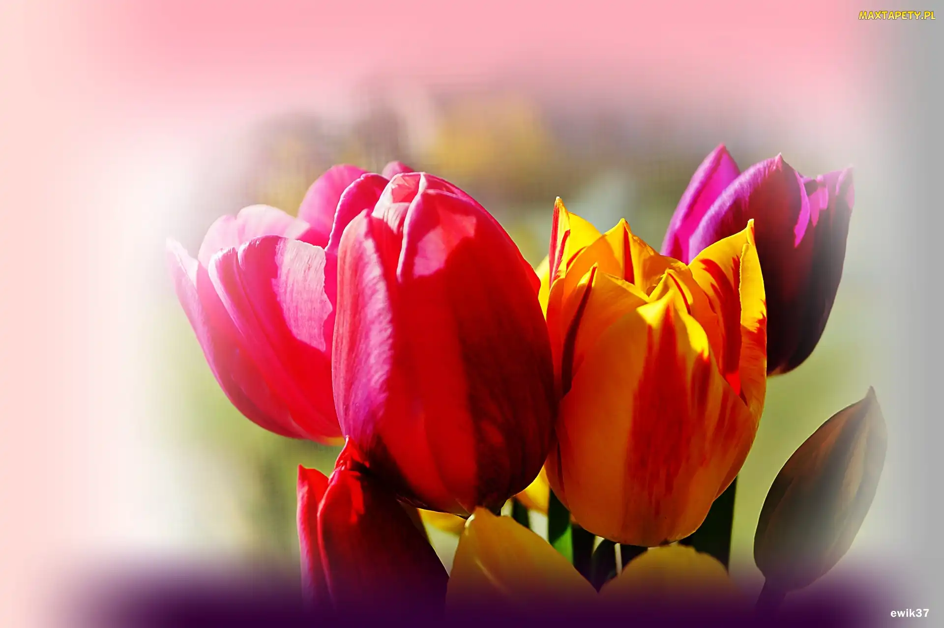 Tulipany , Efekty Graficzne