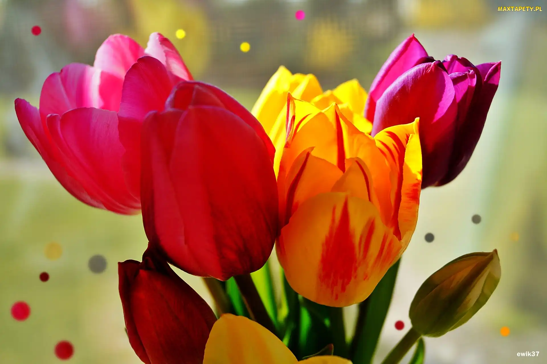 Tulipany, Kropki