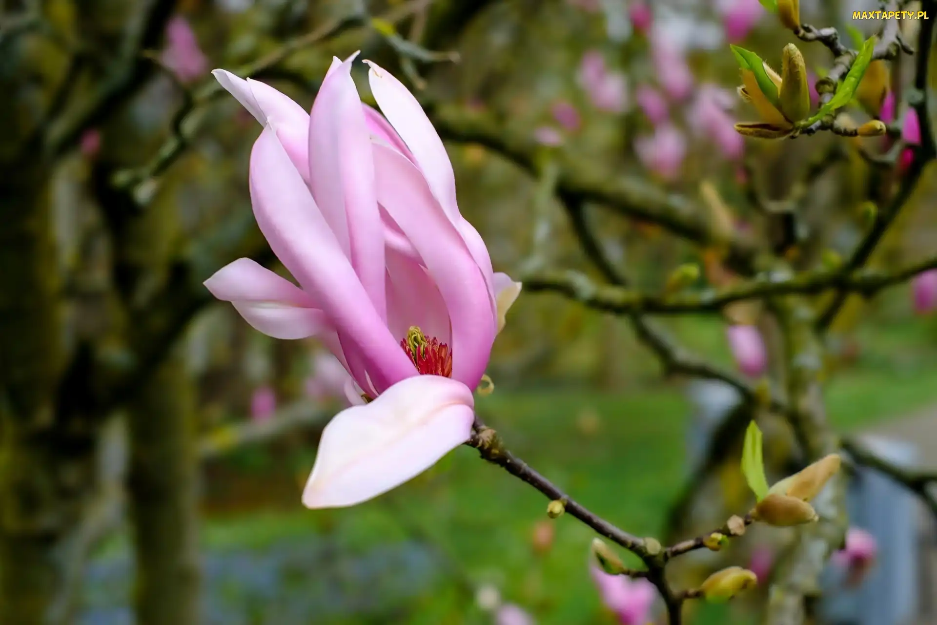 Gałązki, Magnolii, Różowy, Kwiat