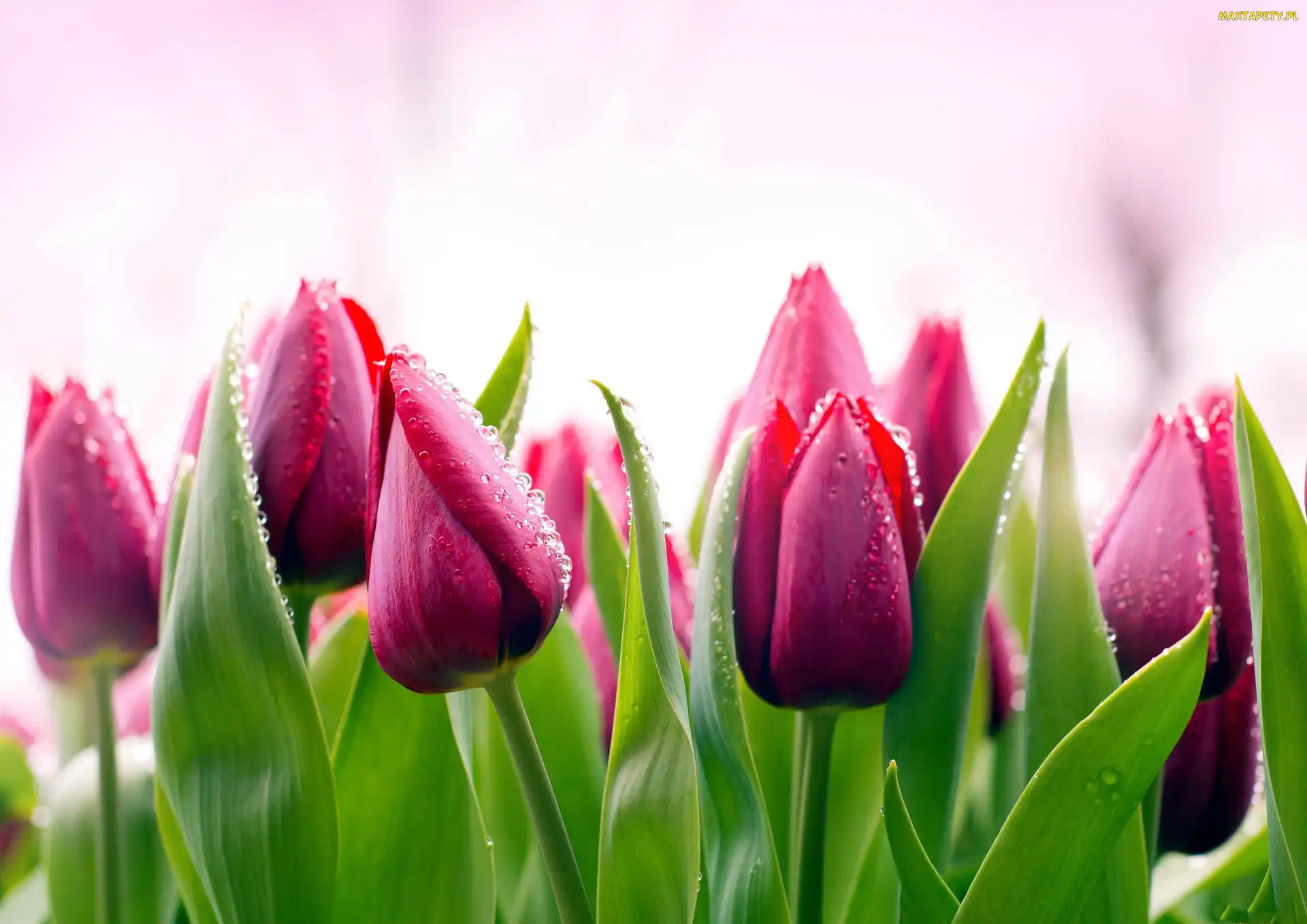Tulipany