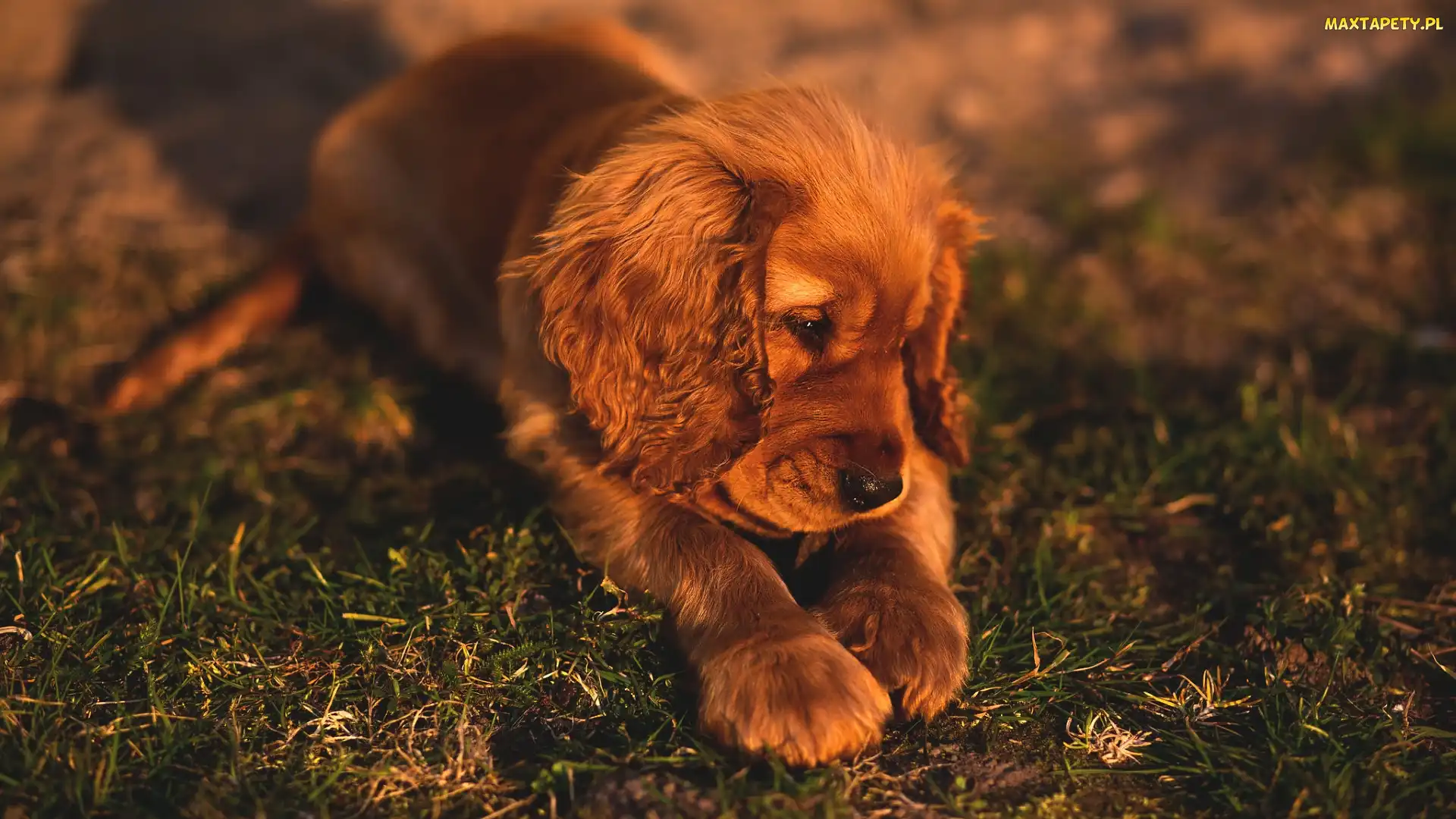 Pies, Szczeniak, Spaniel, Cocer