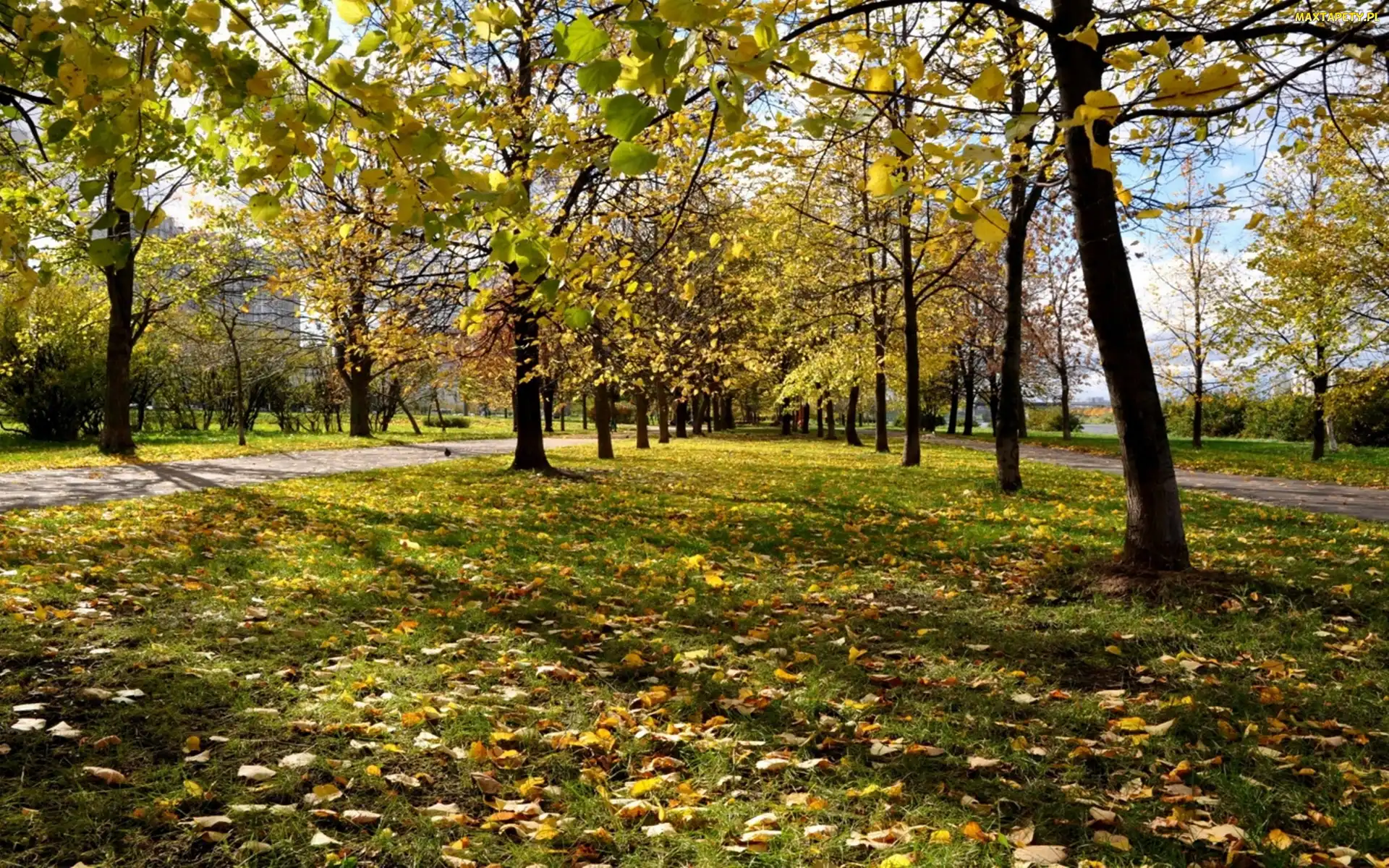 Jesień, Rosja, Park, Moskwa