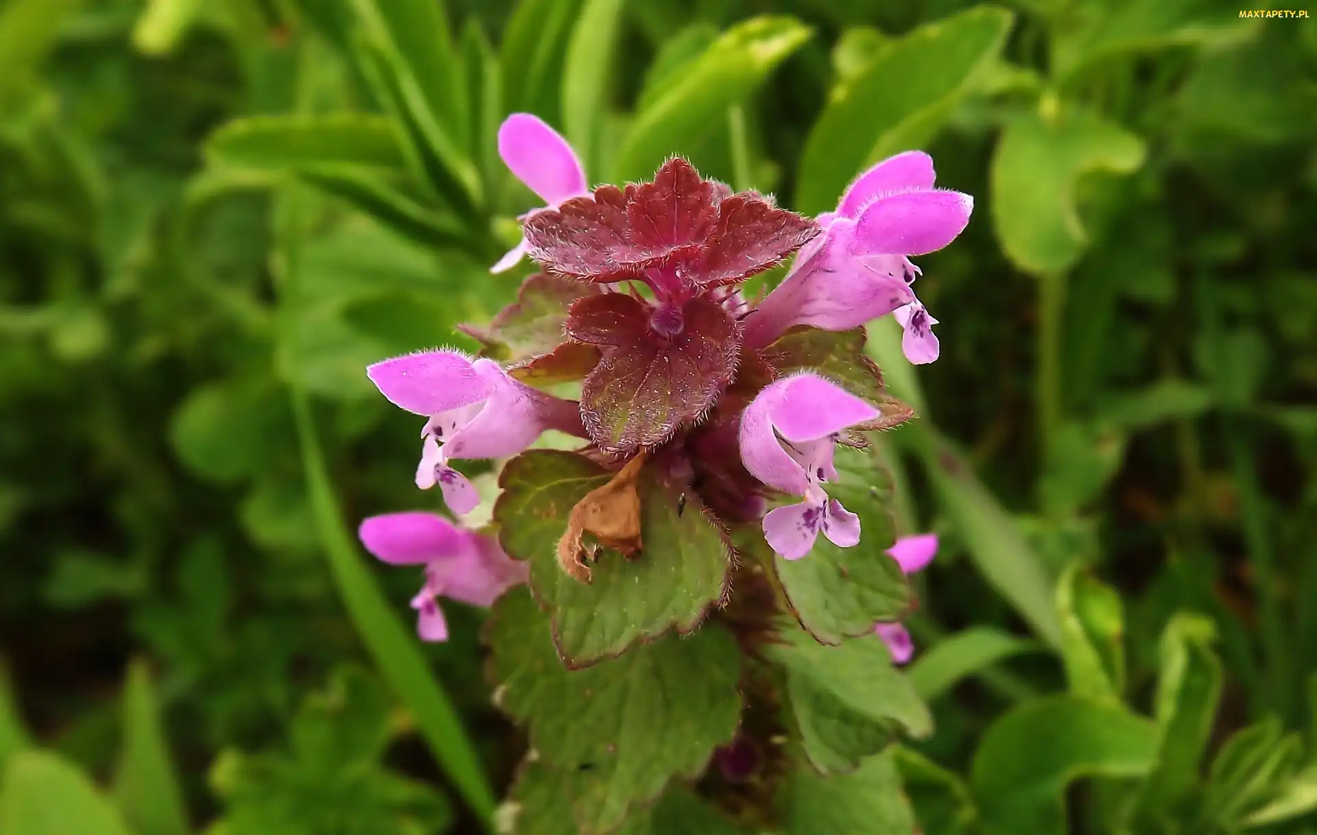 Różowe, Kwiatki, Jasnota Purpurowa