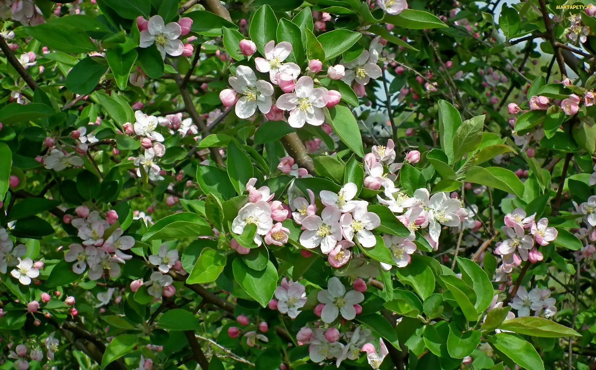 Owocowe, Jabłoń, Drzewo