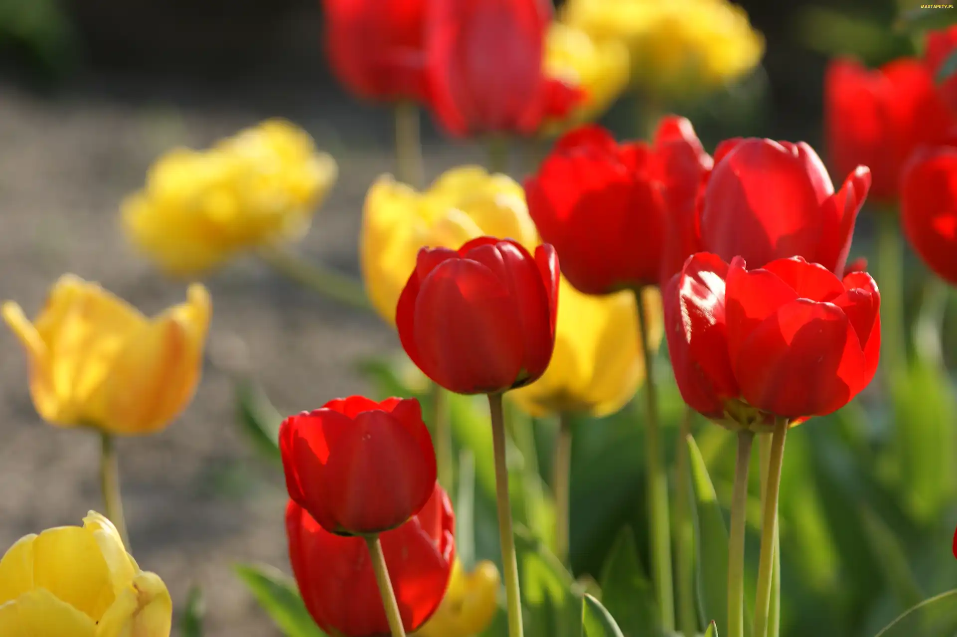 Żółte, Tulipany, Czerwone