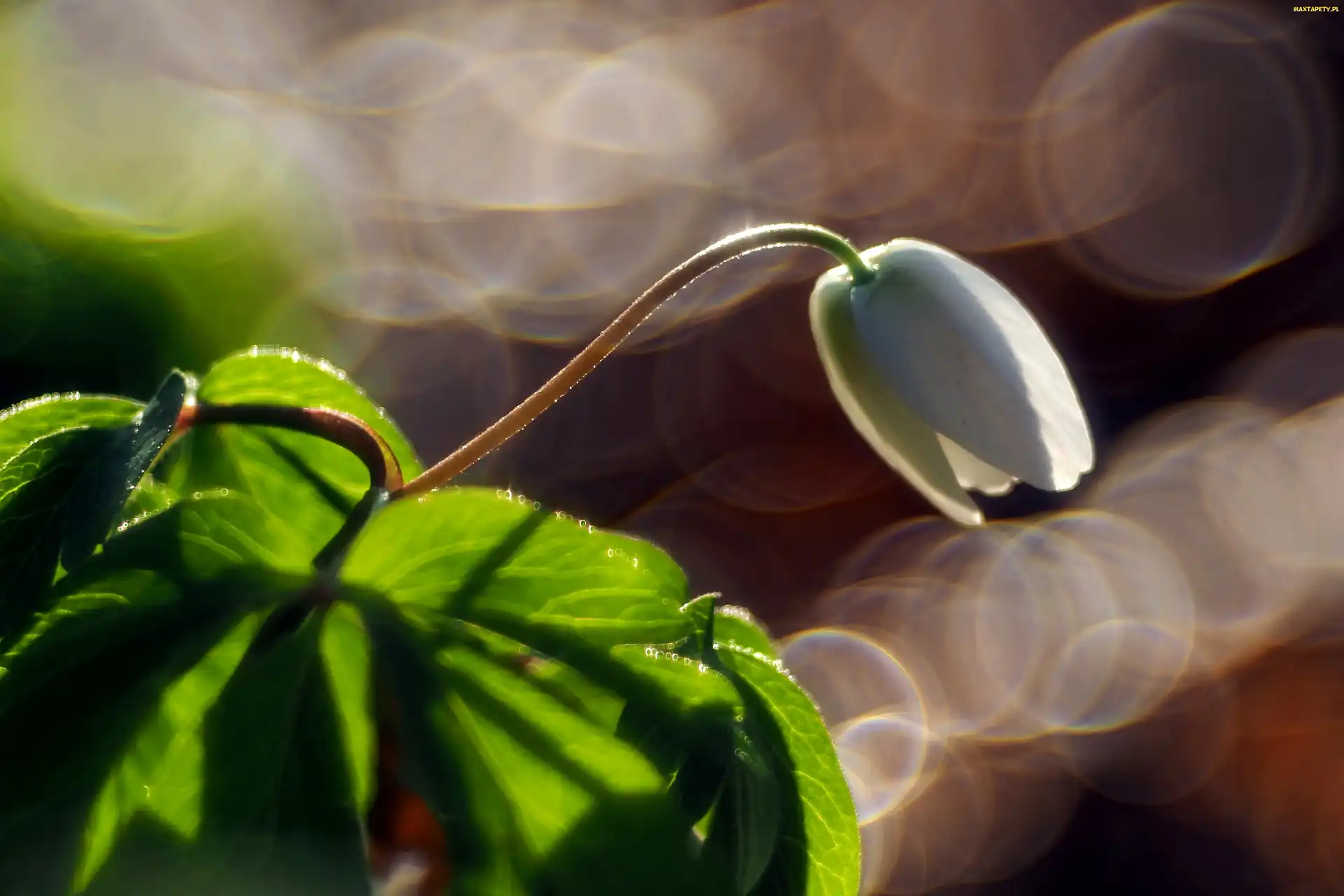 Światło, Bokeh, Biały Kwiat