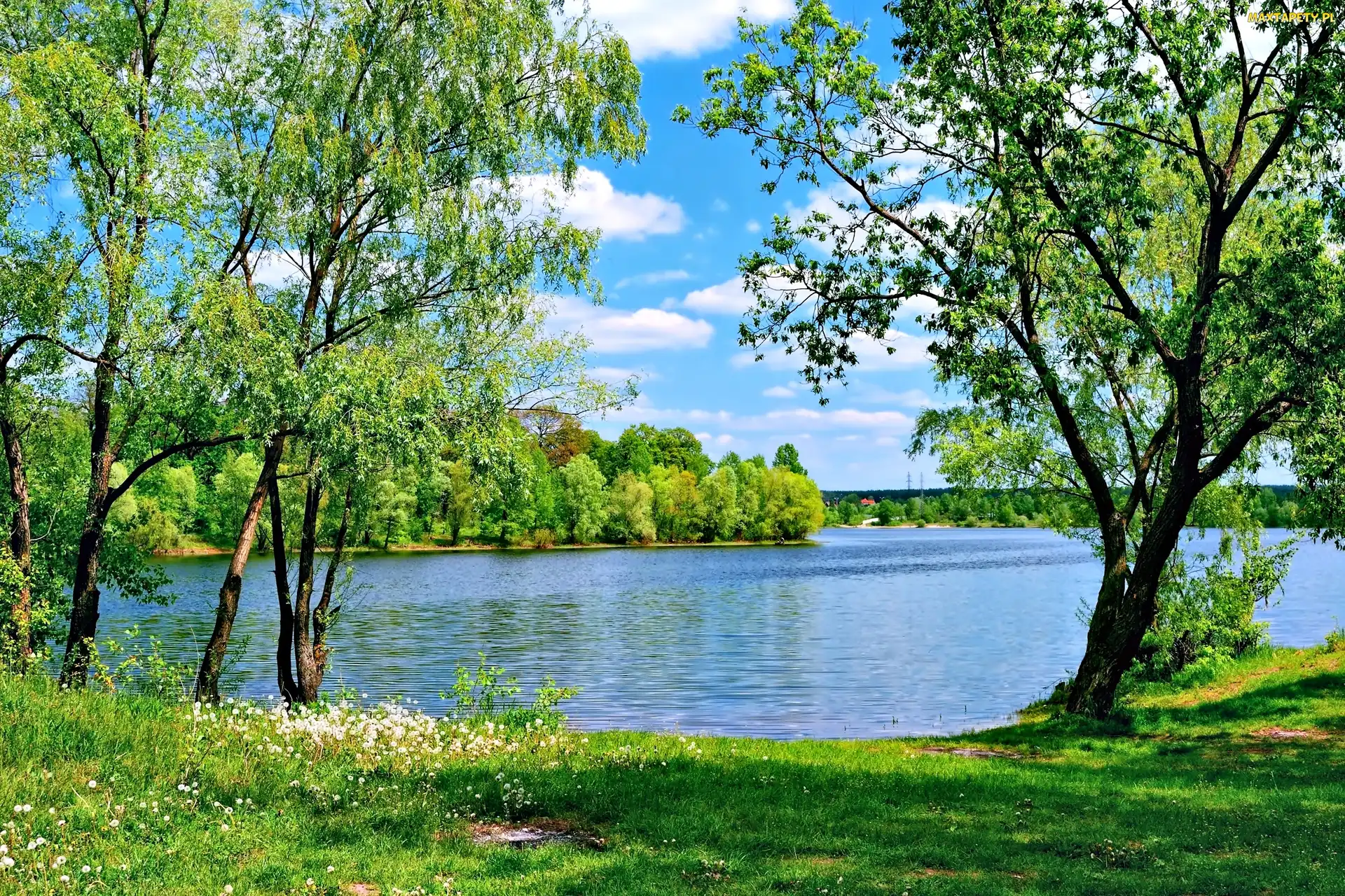 Trawa, Drzewa, Lato, Jezioro