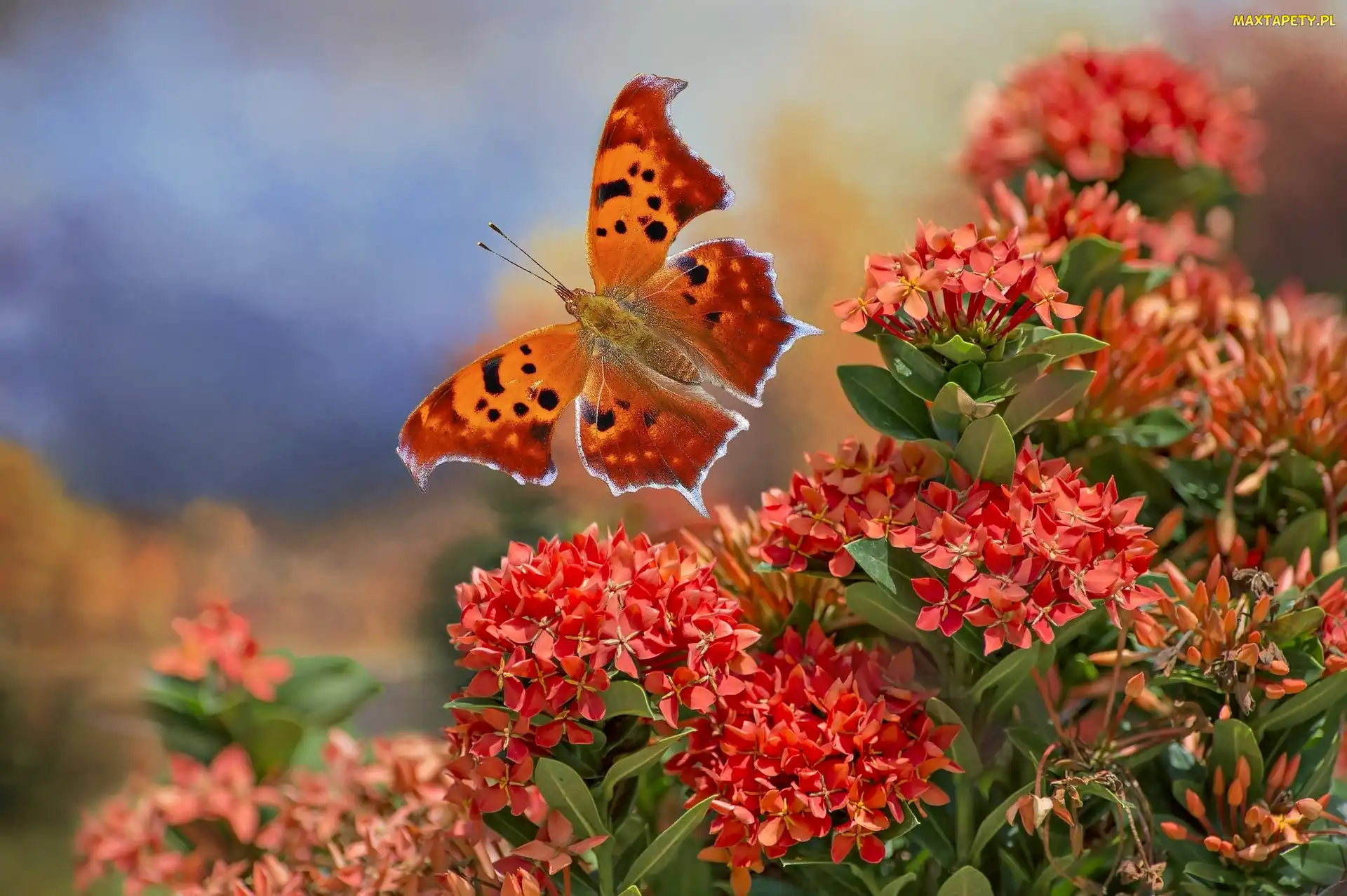 Rusałka ceik, Różanecznik, Motyl