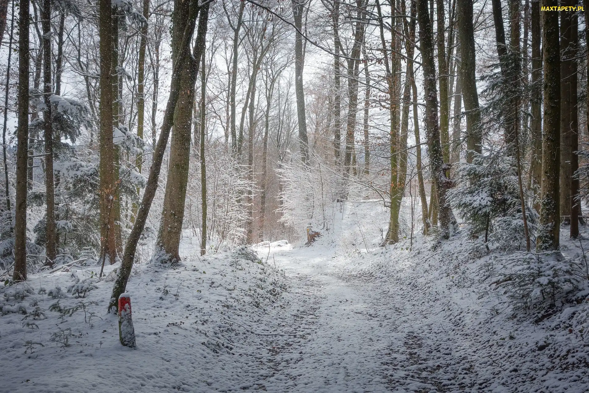 Śnieg, Las, Zima