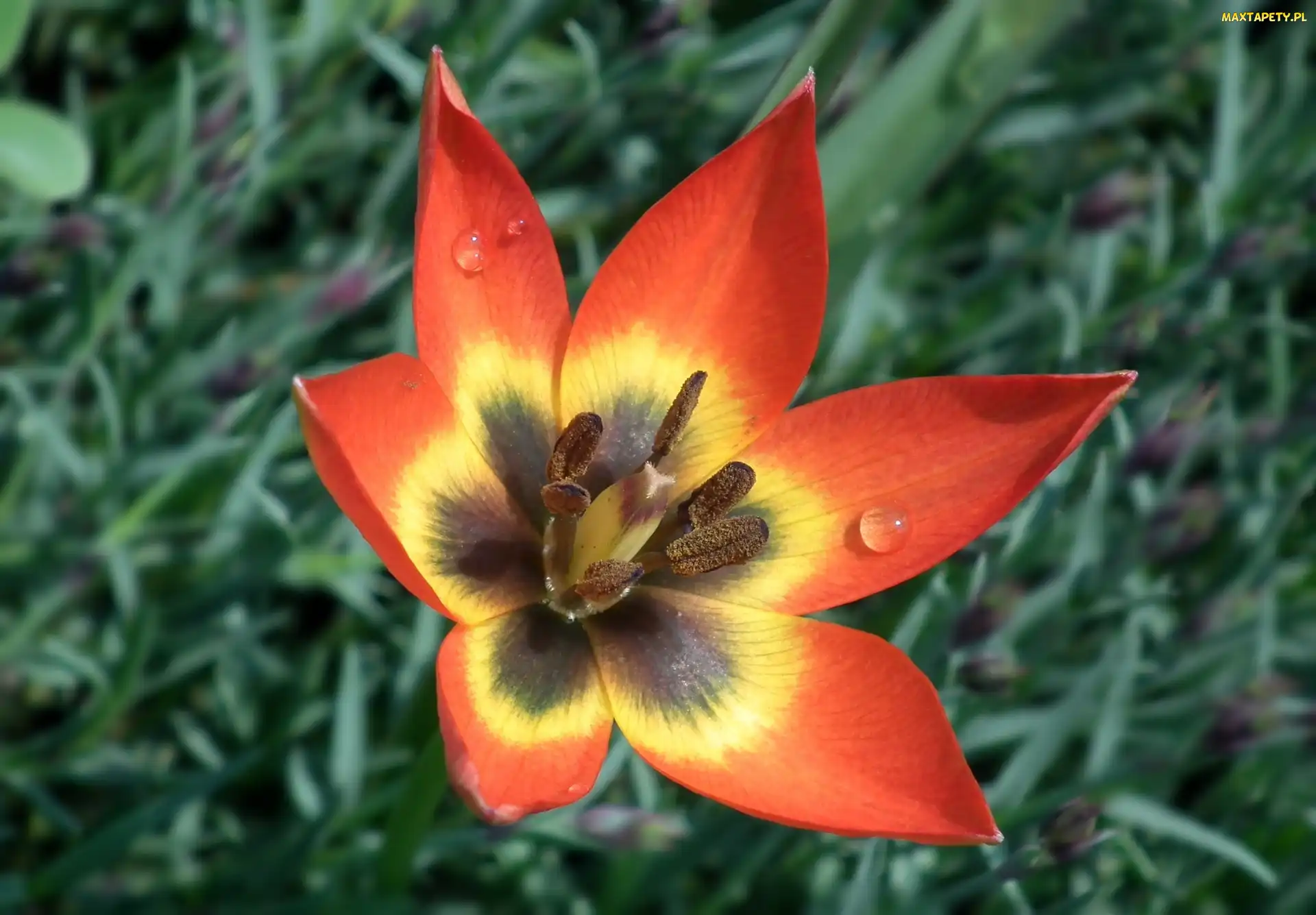 Kwiat, Tulipan, Przyroda