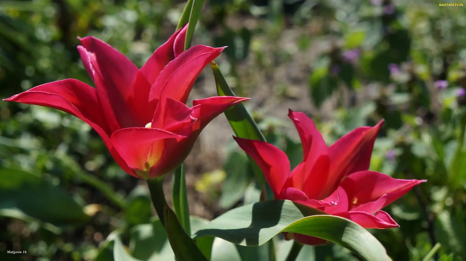 Tulipany, Wiosenne, Czerwone, Kwiaty