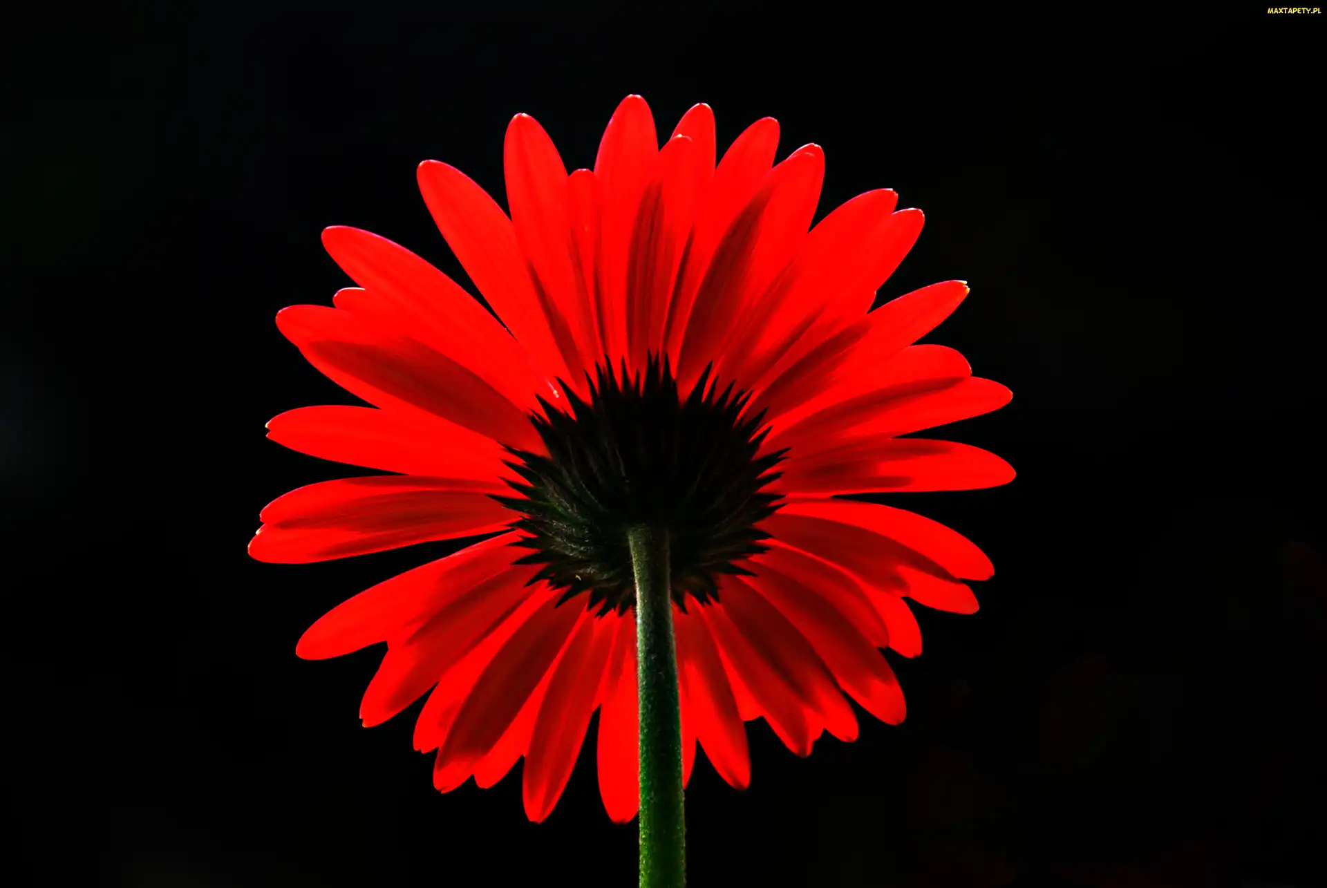 Gerbera, Czerwona