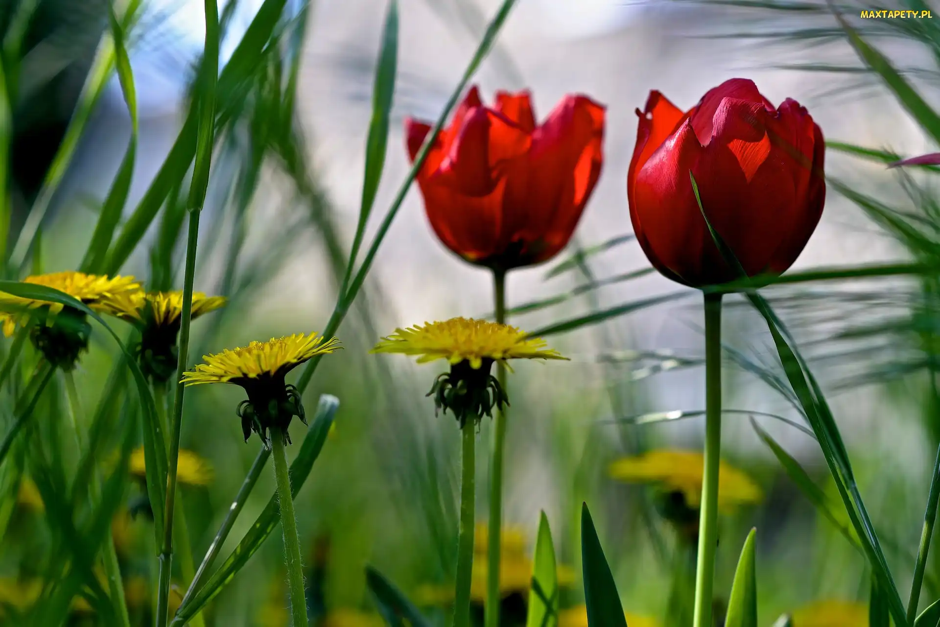 Wiosna, Trawa, Mniszek, Tulipany