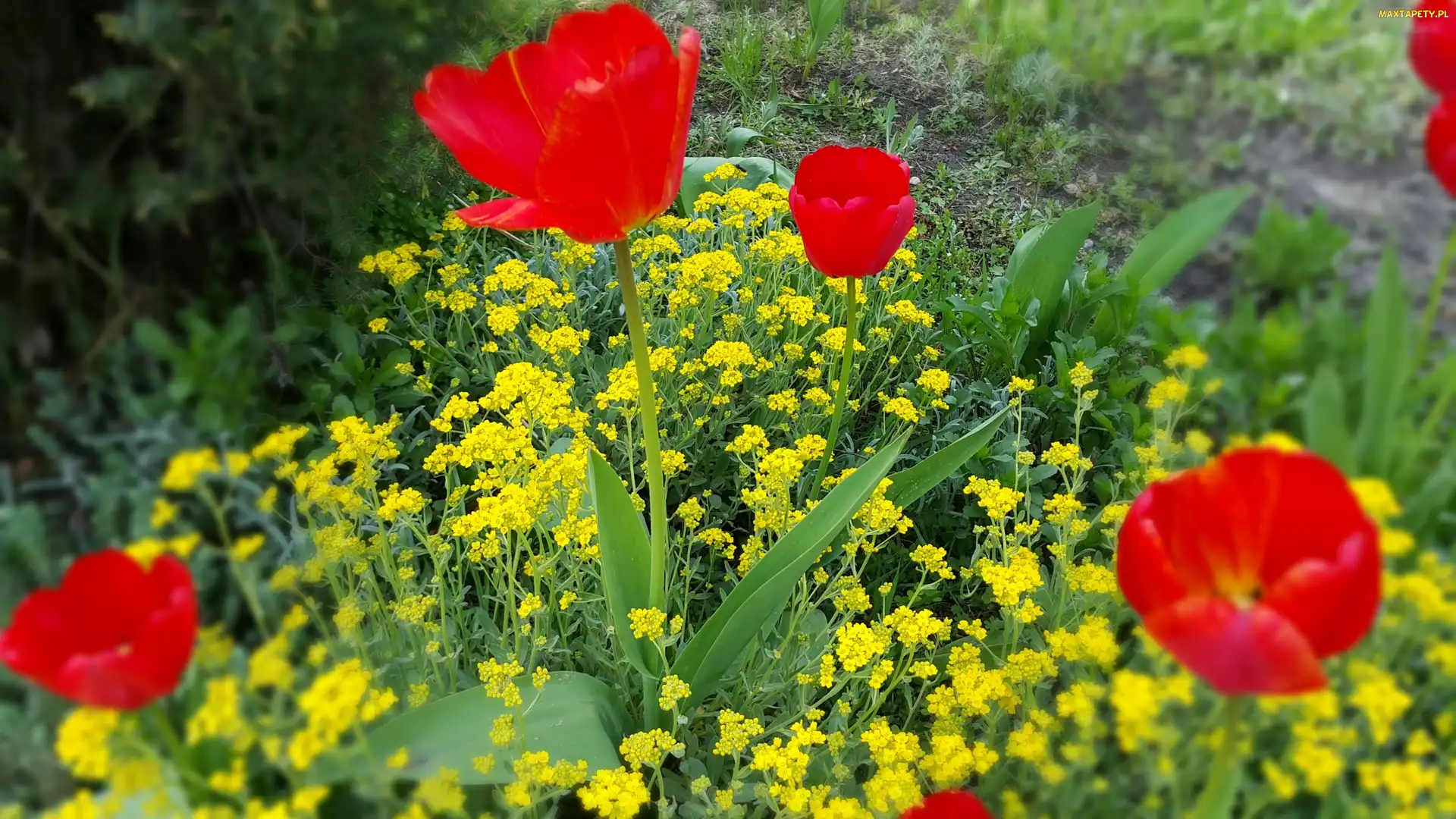 Kwiaty, Żółte, Czerwone, Tulipany