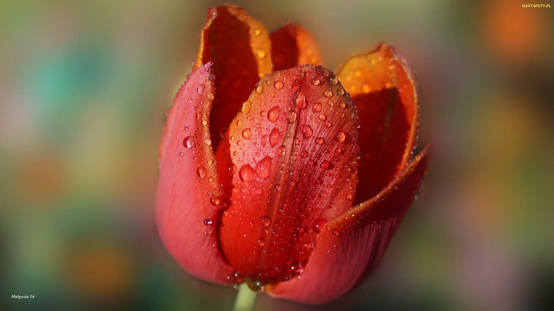 Tulipan, Rosa, Krople, Czerwony, Kwiat